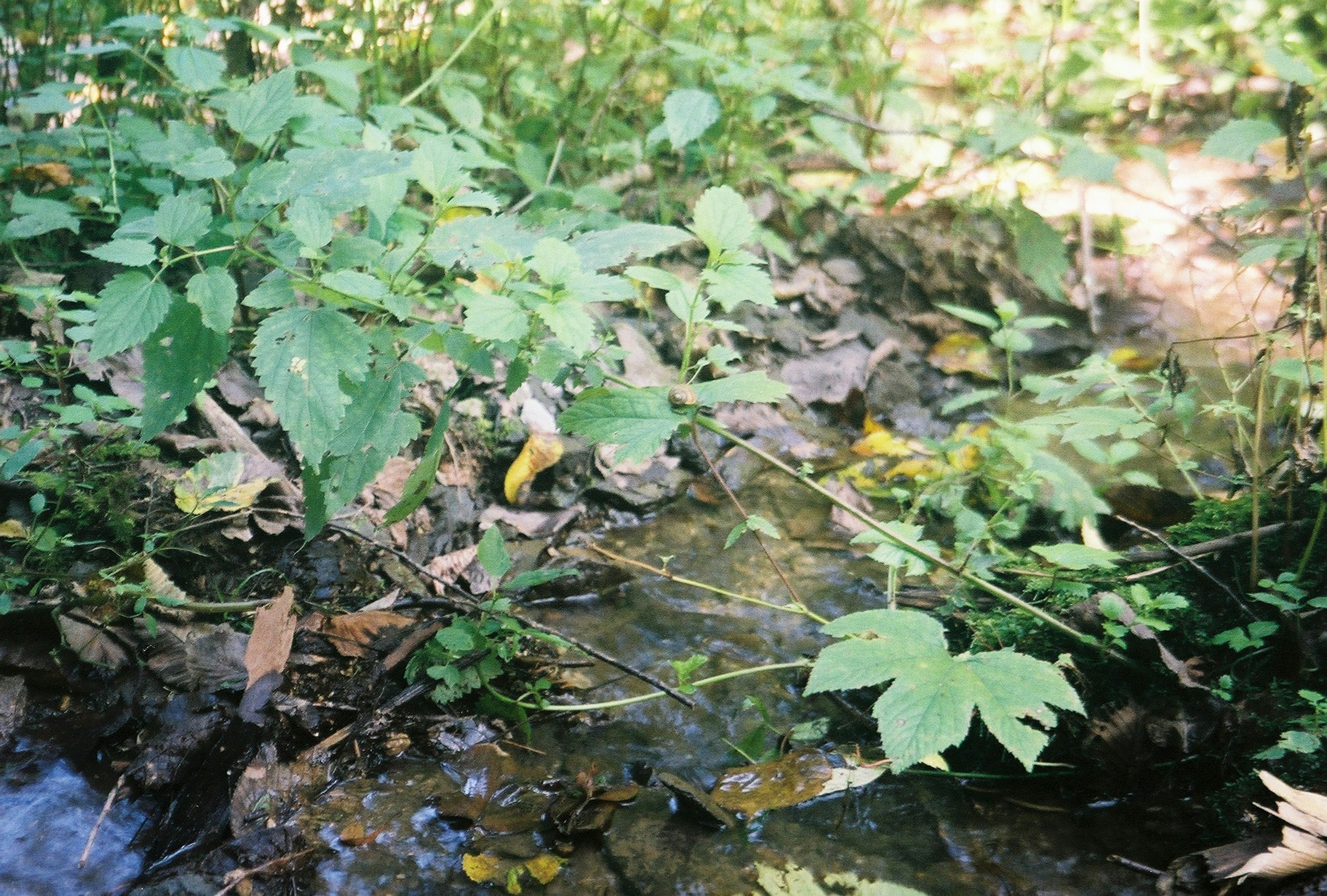 Pemandangan alami daun hijau dan aliran kecil