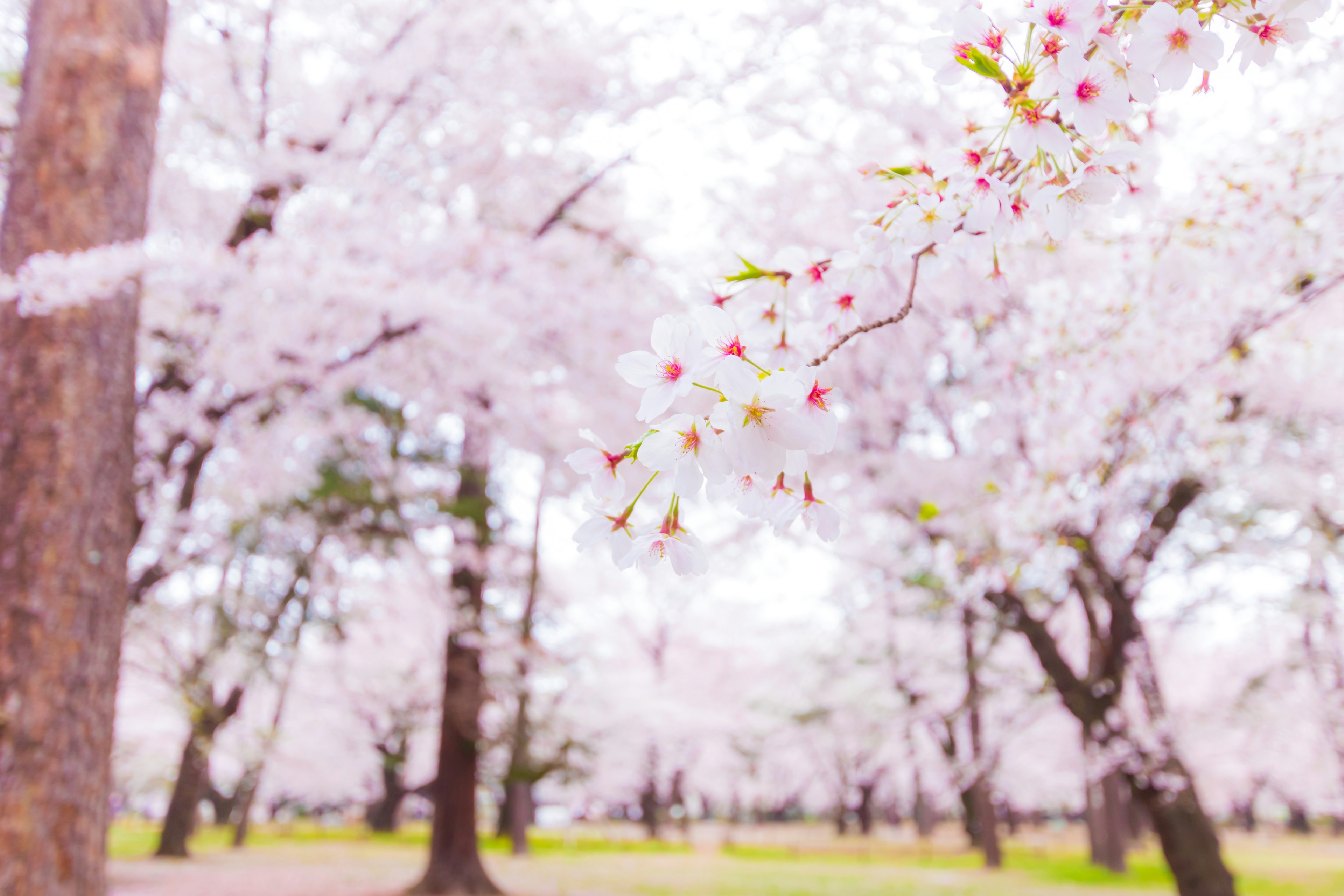 Pohon sakura berbunga di taman dengan bunga merah muda muda dan dedaunan hijau