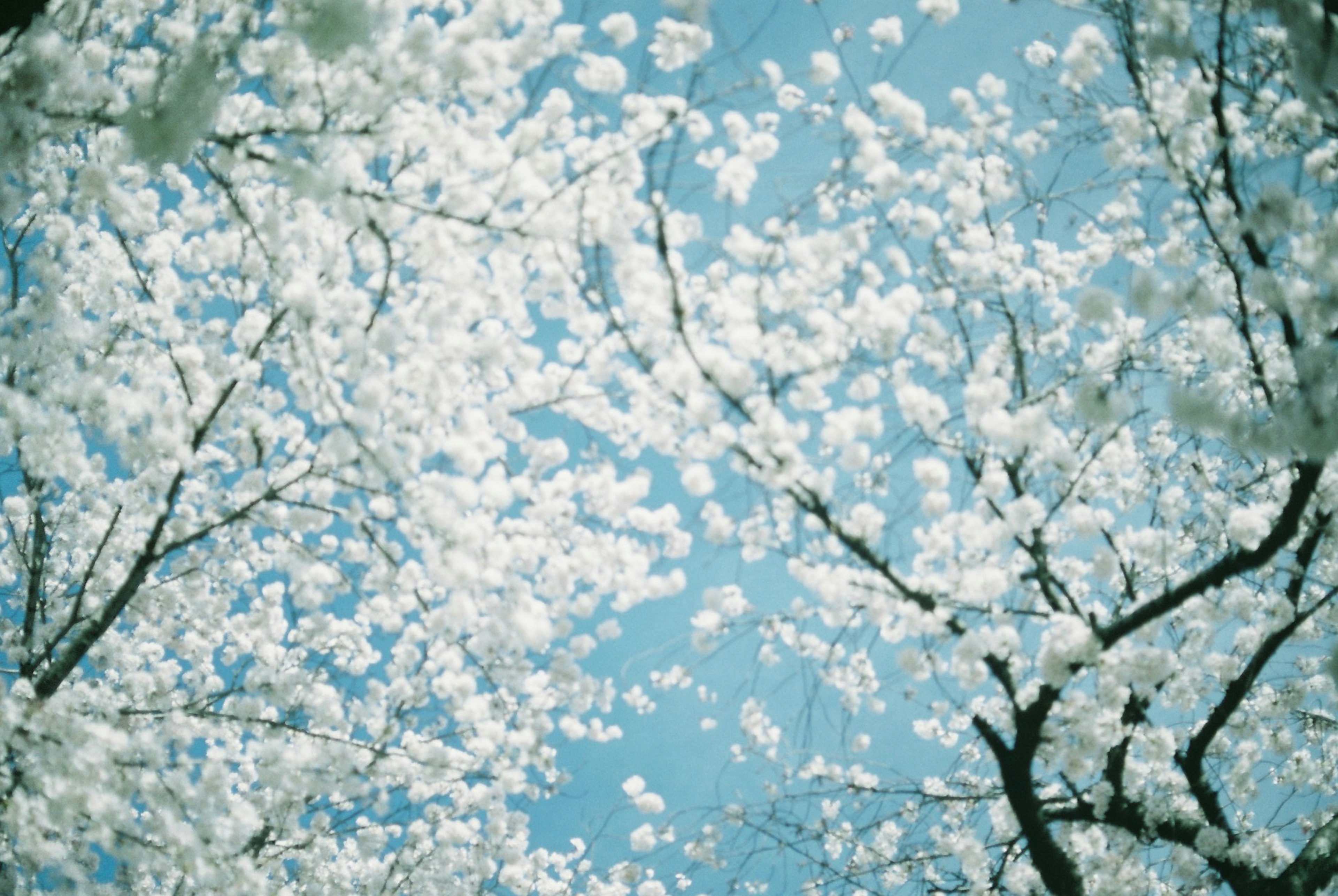 Ramas de flores blancas contra un cielo azul