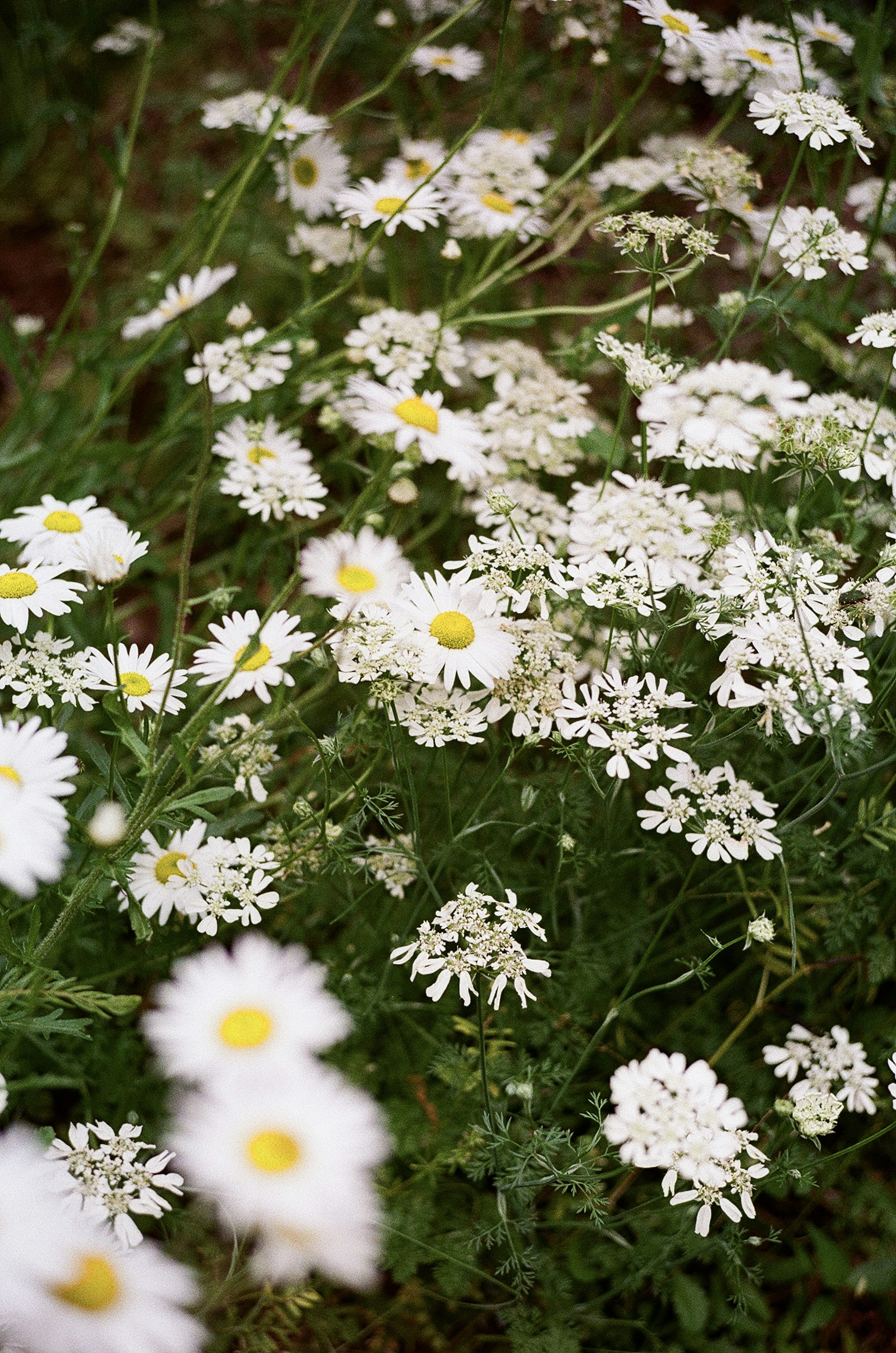 Wiese voller weißer Blumen mit gelben Zentren und grünem Laub