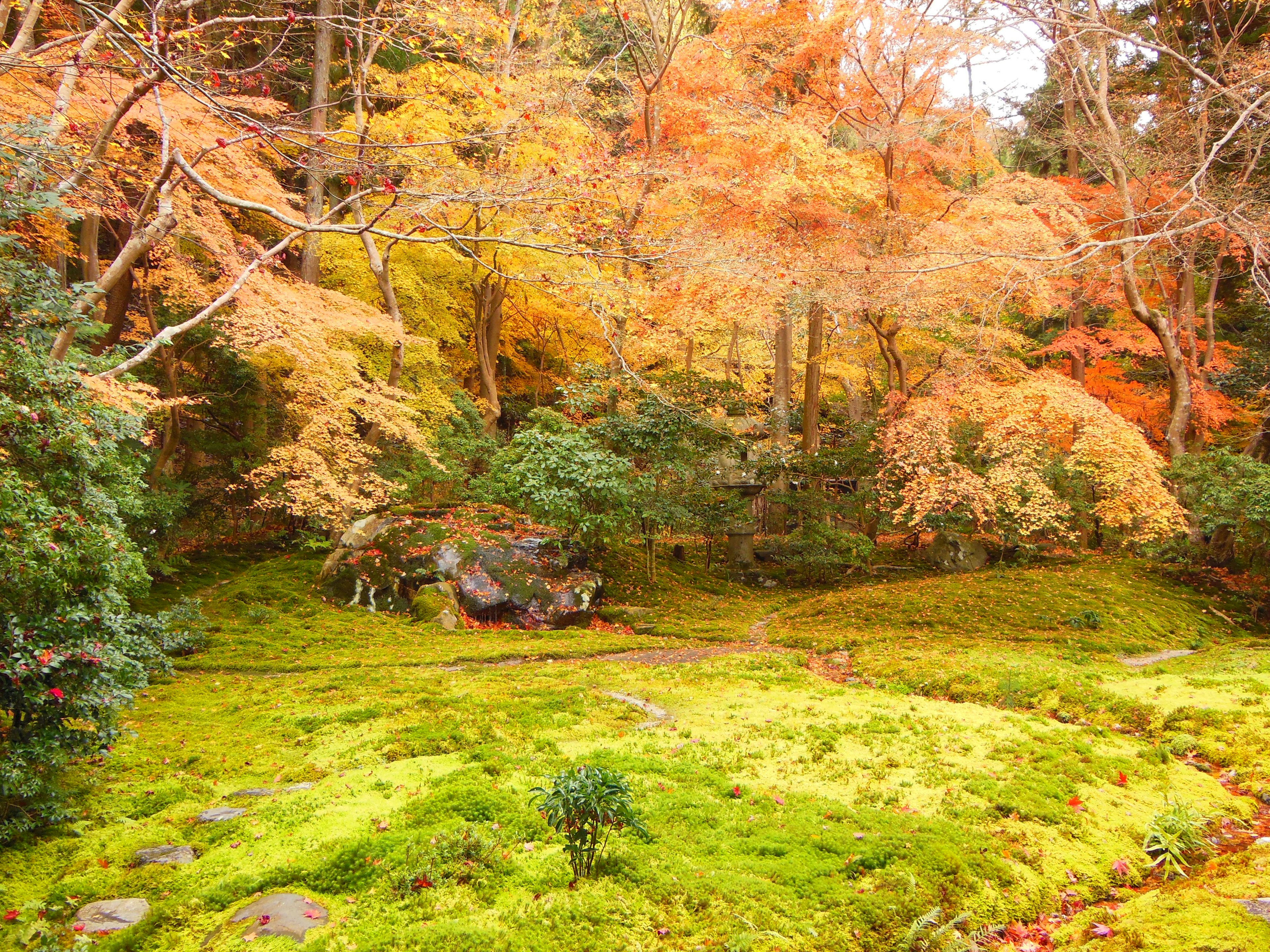 Autumn foliage with vibrant colors in a green moss garden