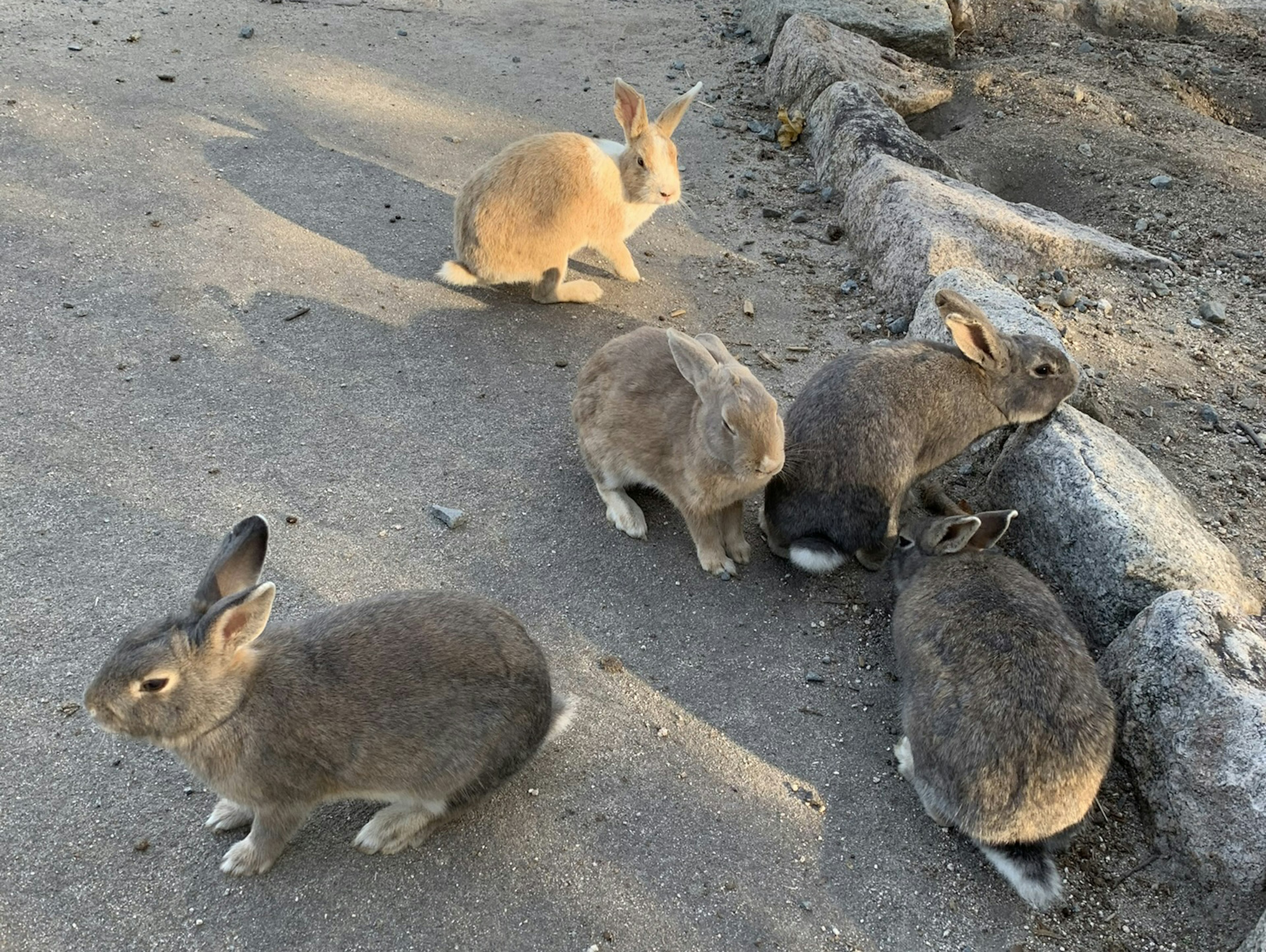 Grupo de conejos sentados en el suelo