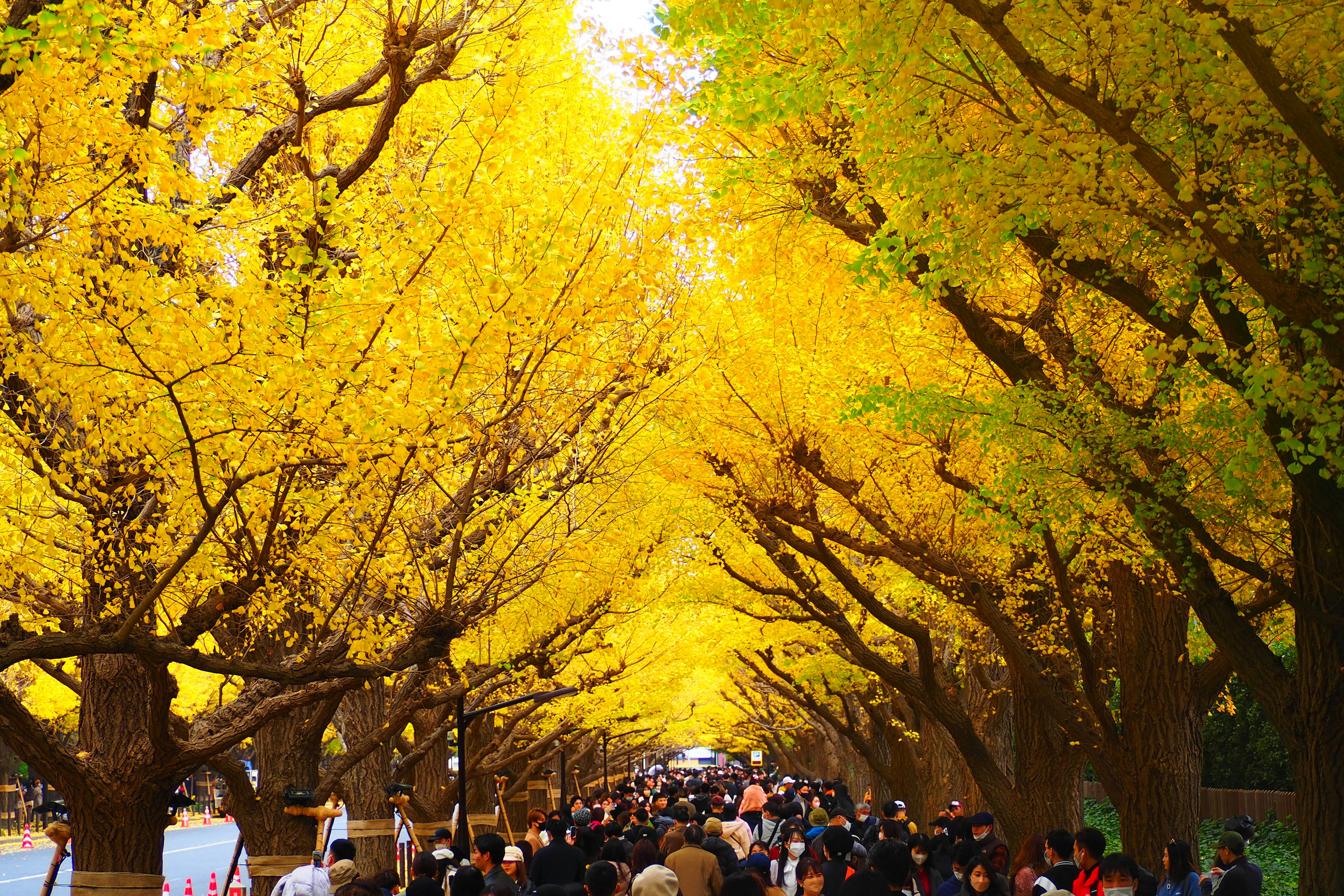 A beautiful tunnel of yellow ginkgo trees with many people walking beneath