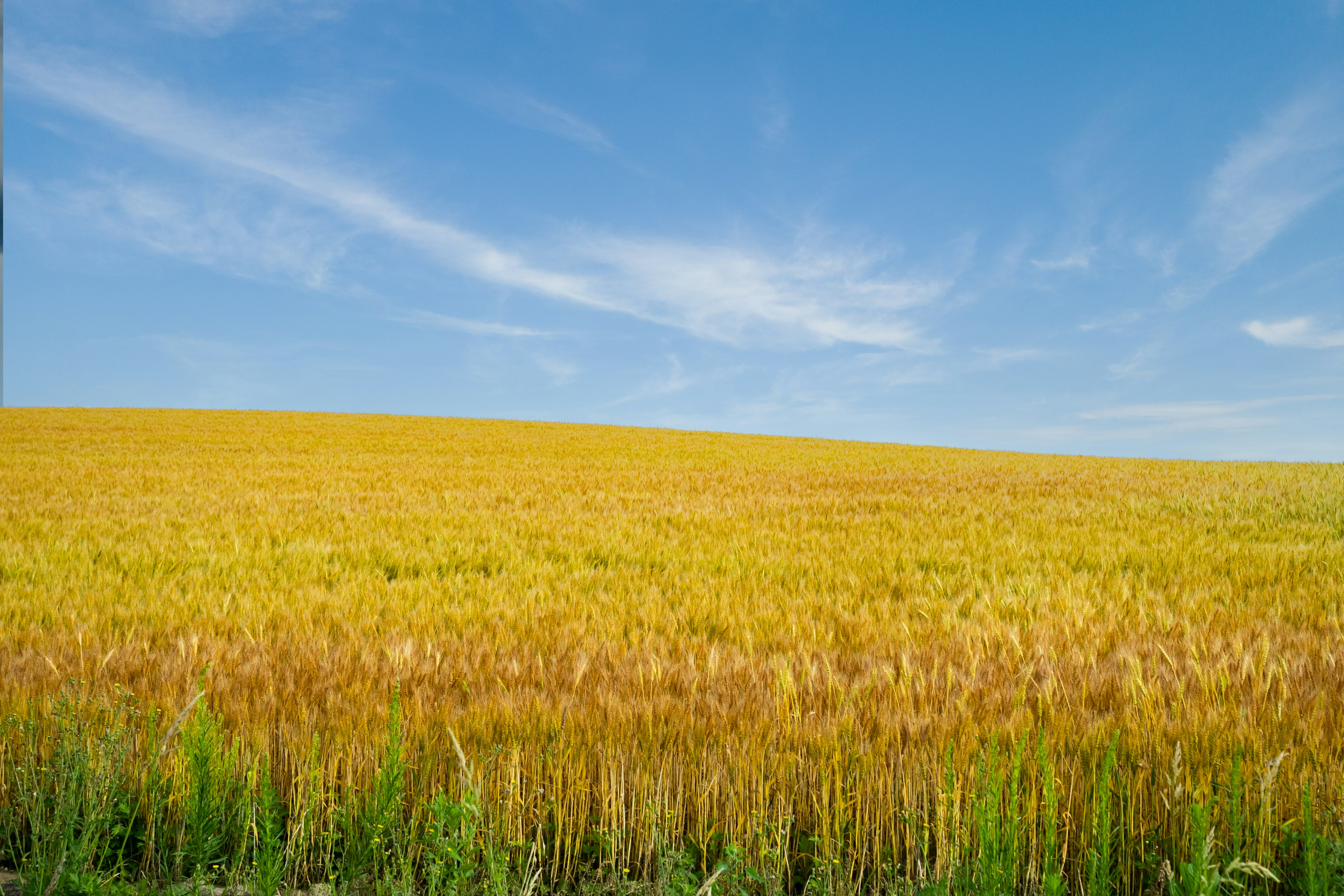 Champ de blé doré sous un ciel bleu