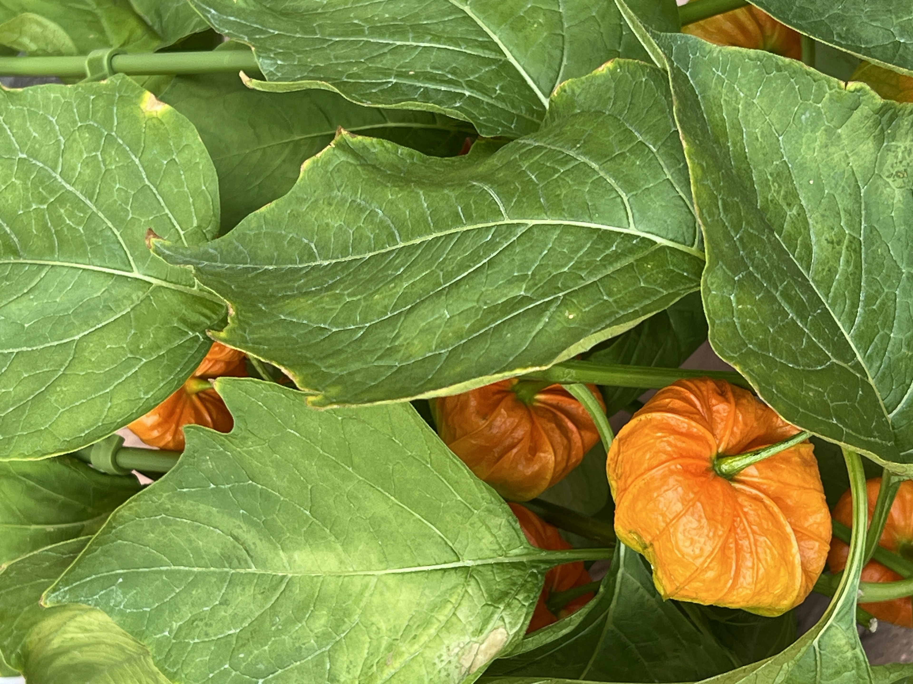 Primer plano de una planta con frutos naranjas rodeados de hojas verdes