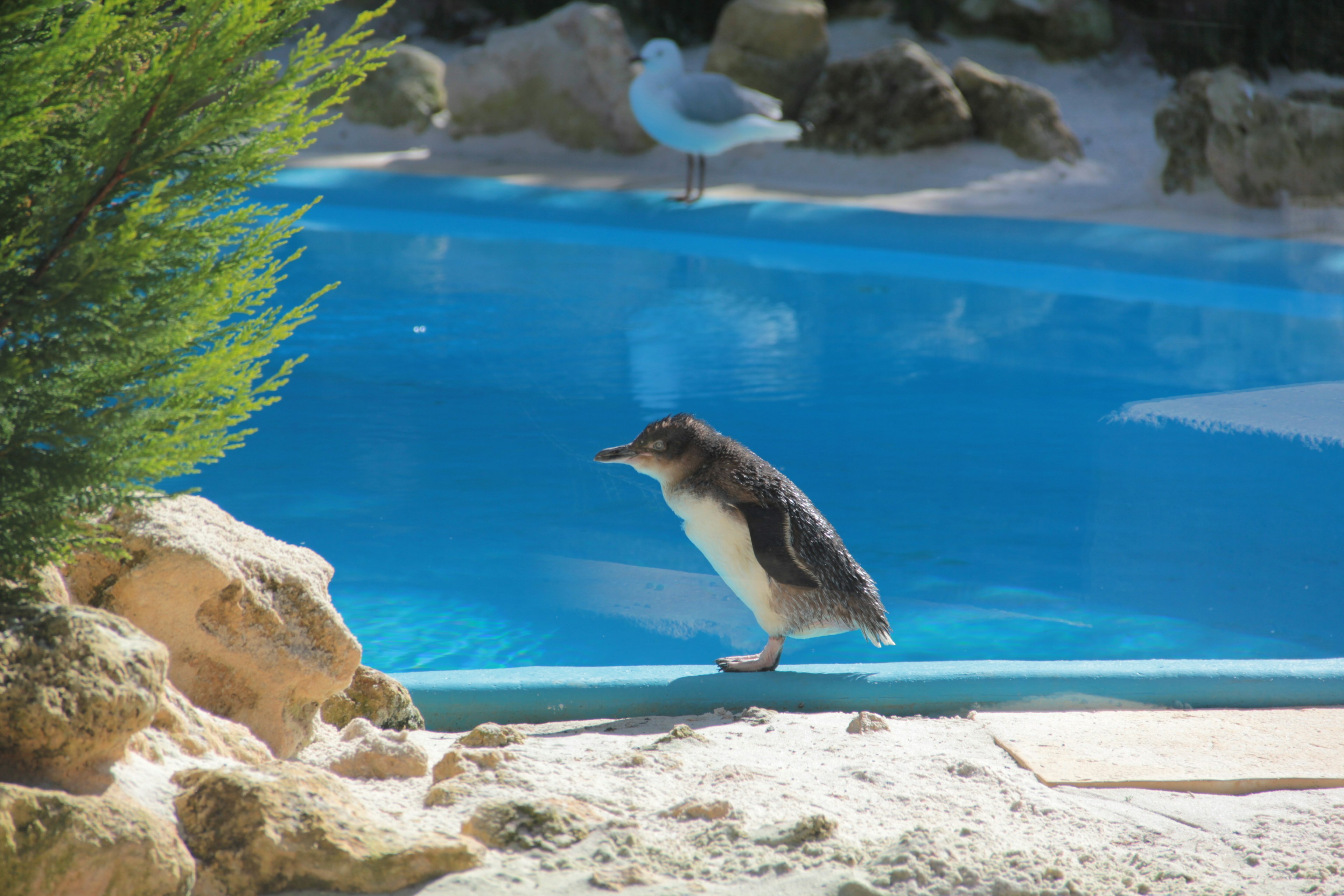 Pingüino de pie junto a una piscina azul con plantas verdes