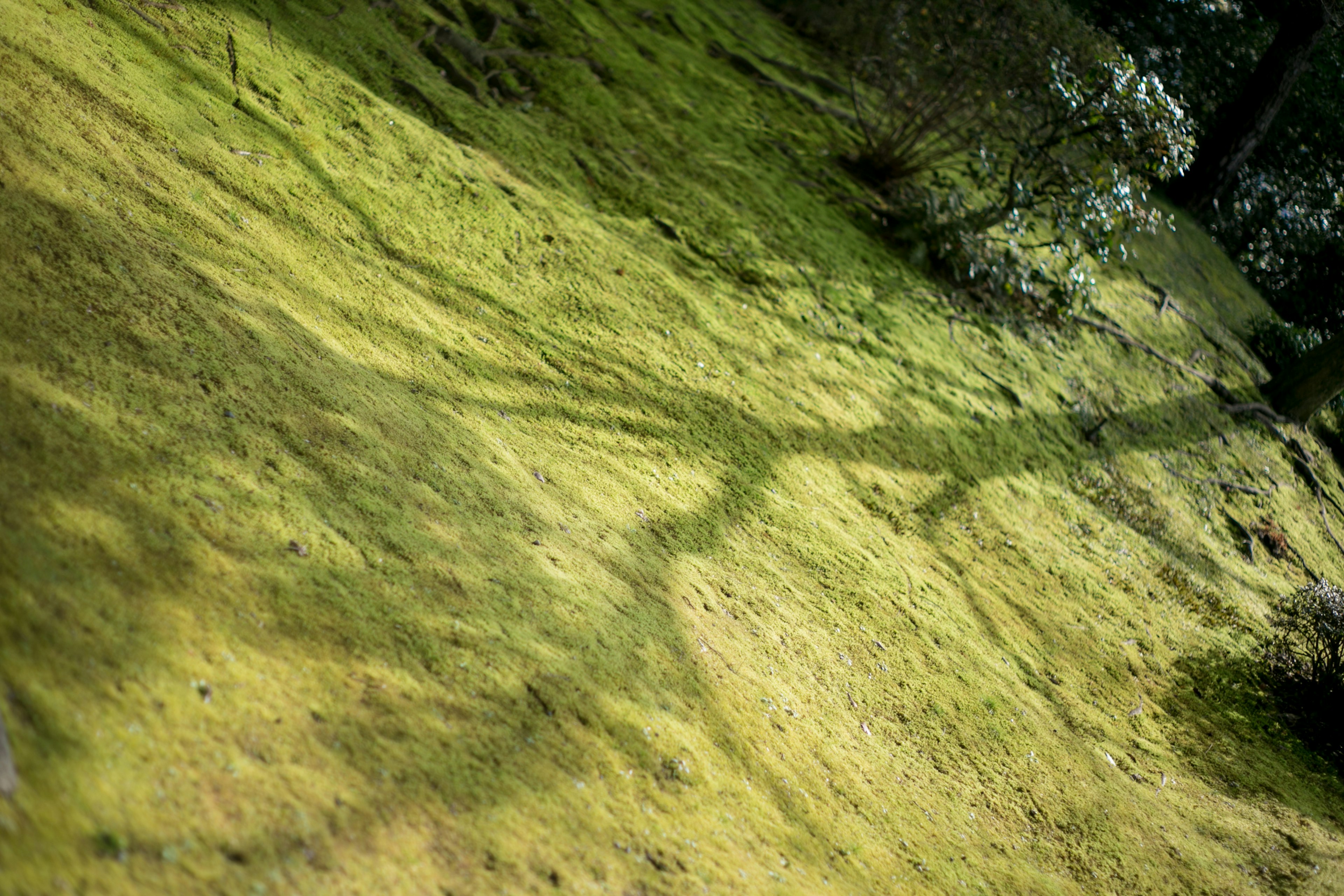 Eine Landschaft mit grünem Moos, das den Boden bedeckt, mit Schatten, die darauf fallen