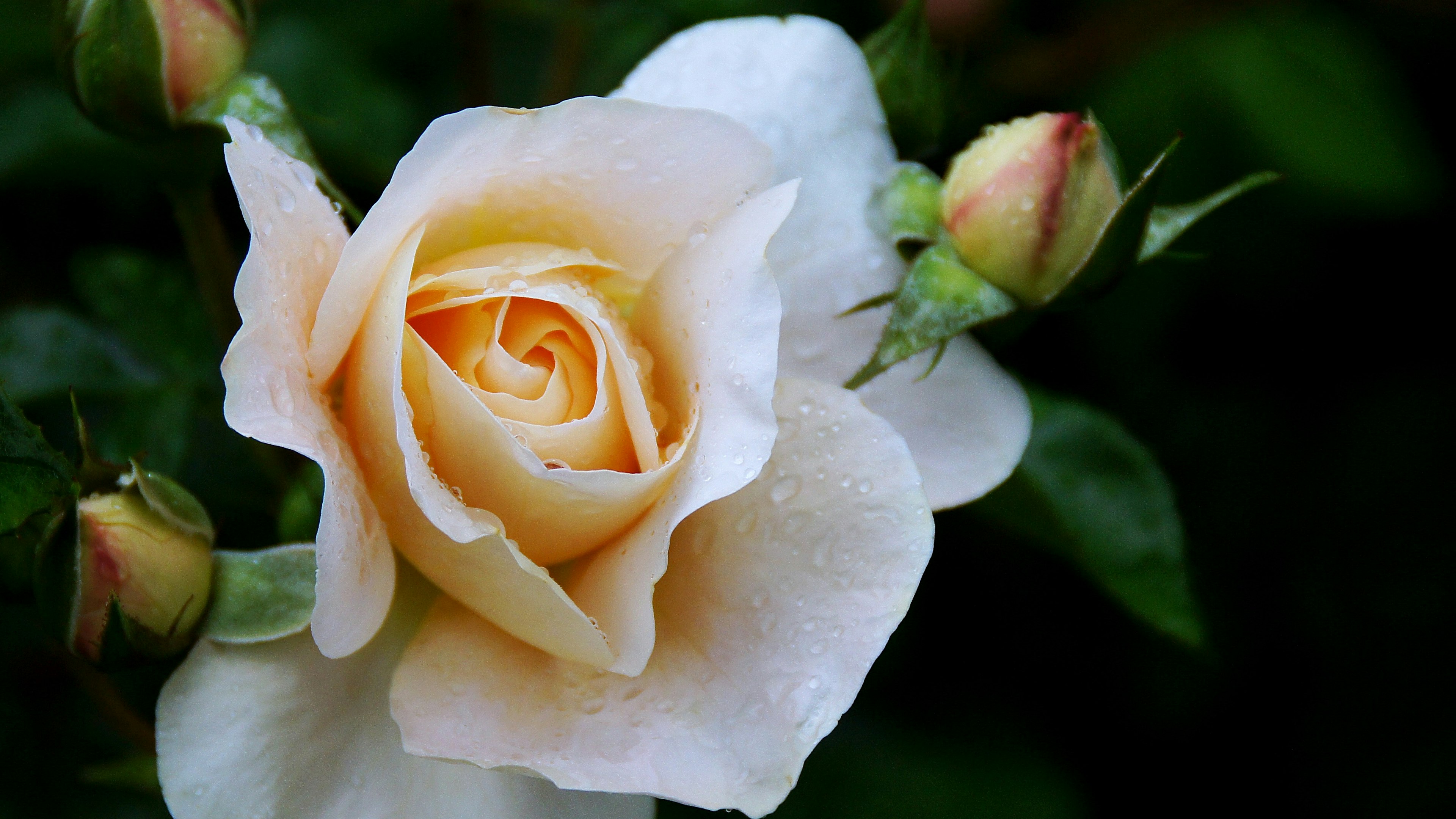 A pale pink rose flower surrounded by green leaves and buds