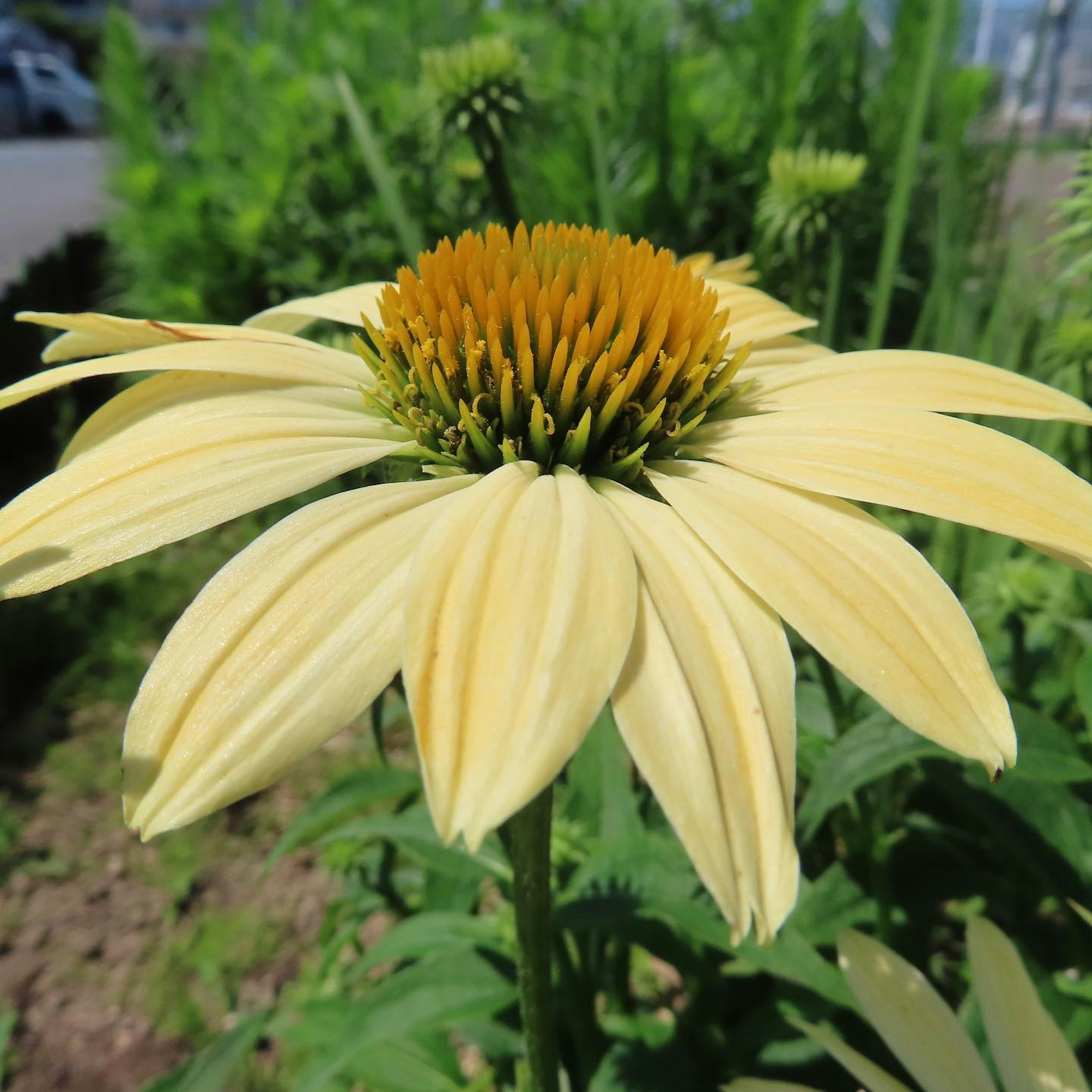 Gros plan d'une fleur d'échinacée jaune avec un centre épineux