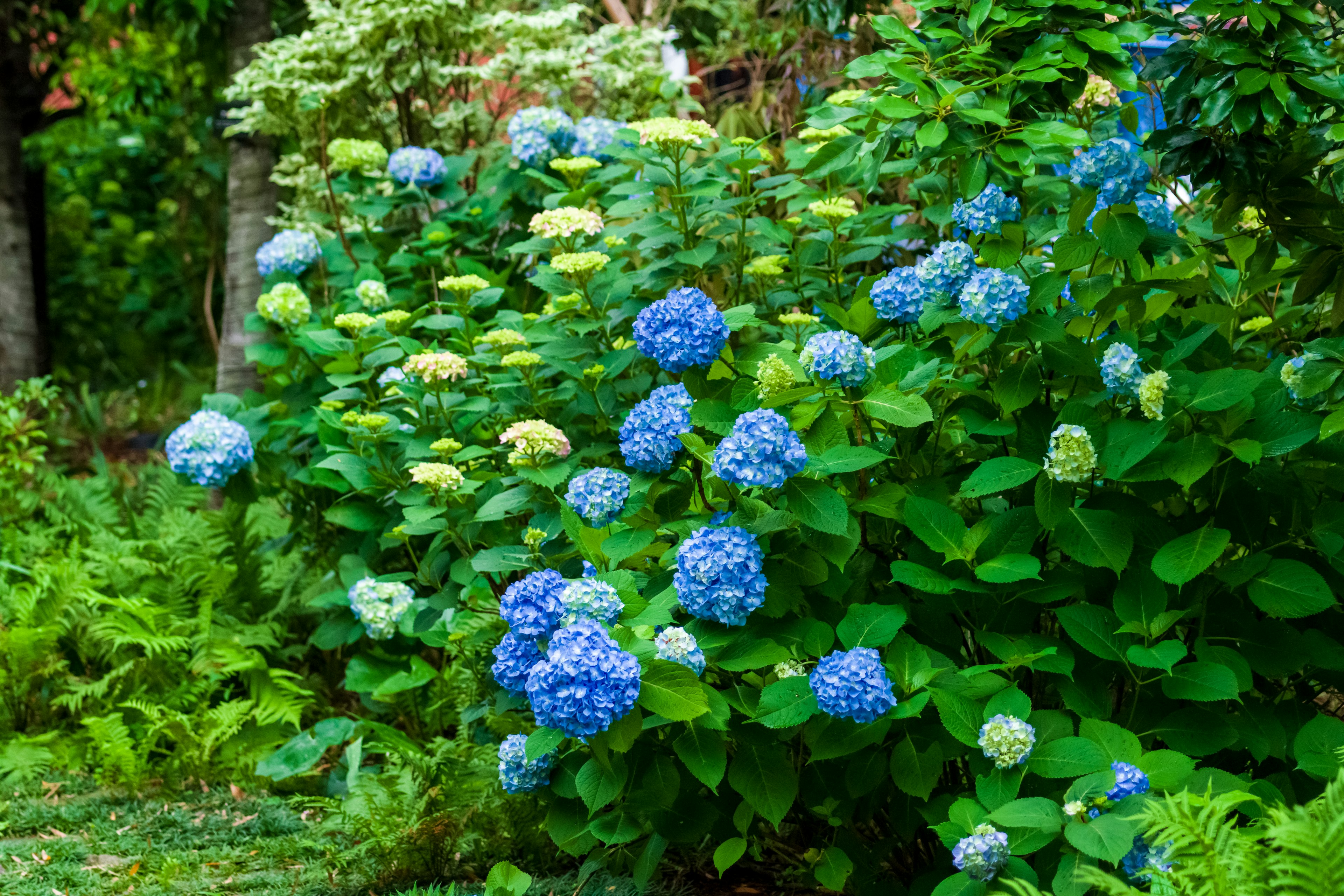 Pemandangan taman dengan bunga hydrangea biru yang mekar