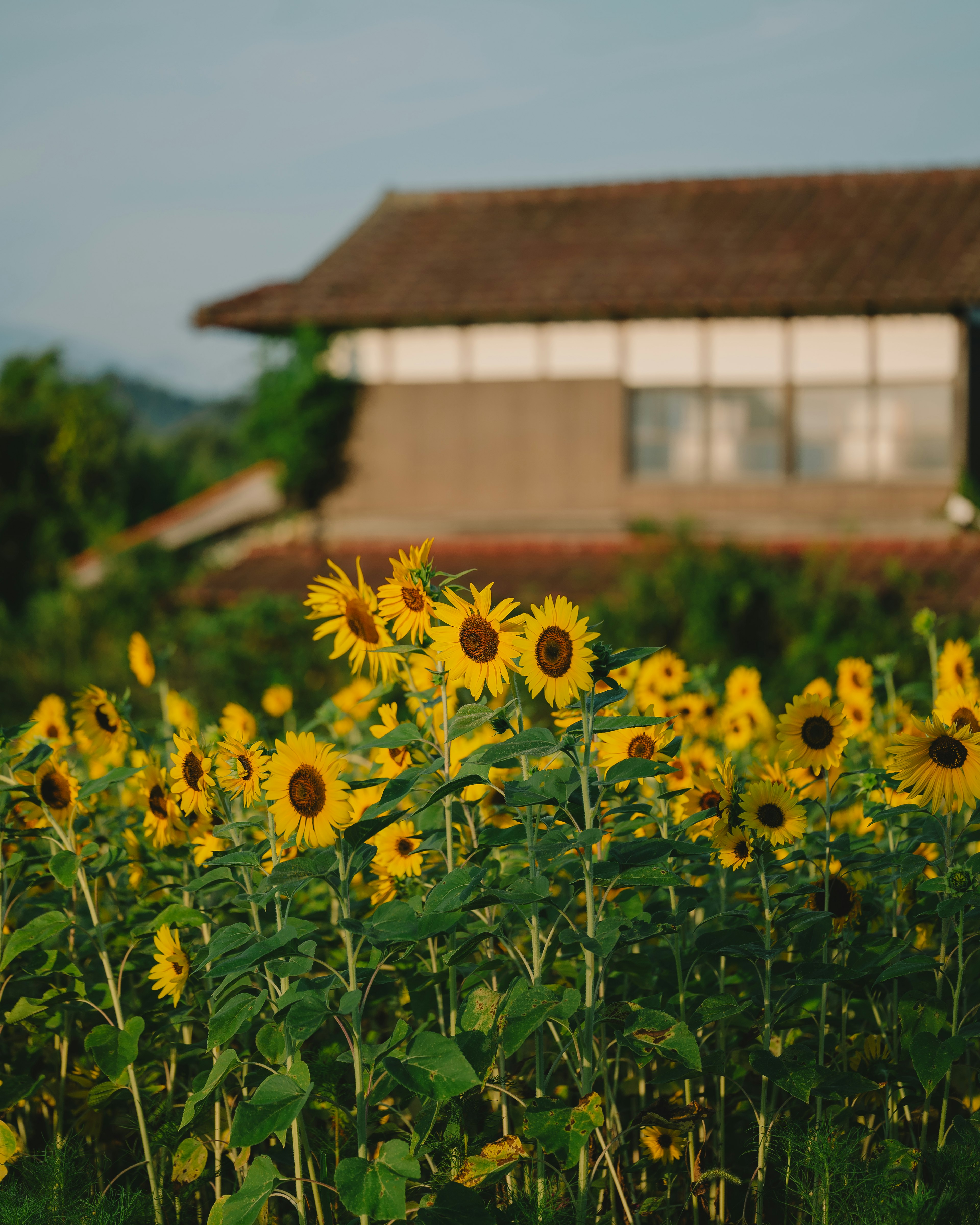 Campo di girasoli con una casa tradizionale sullo sfondo