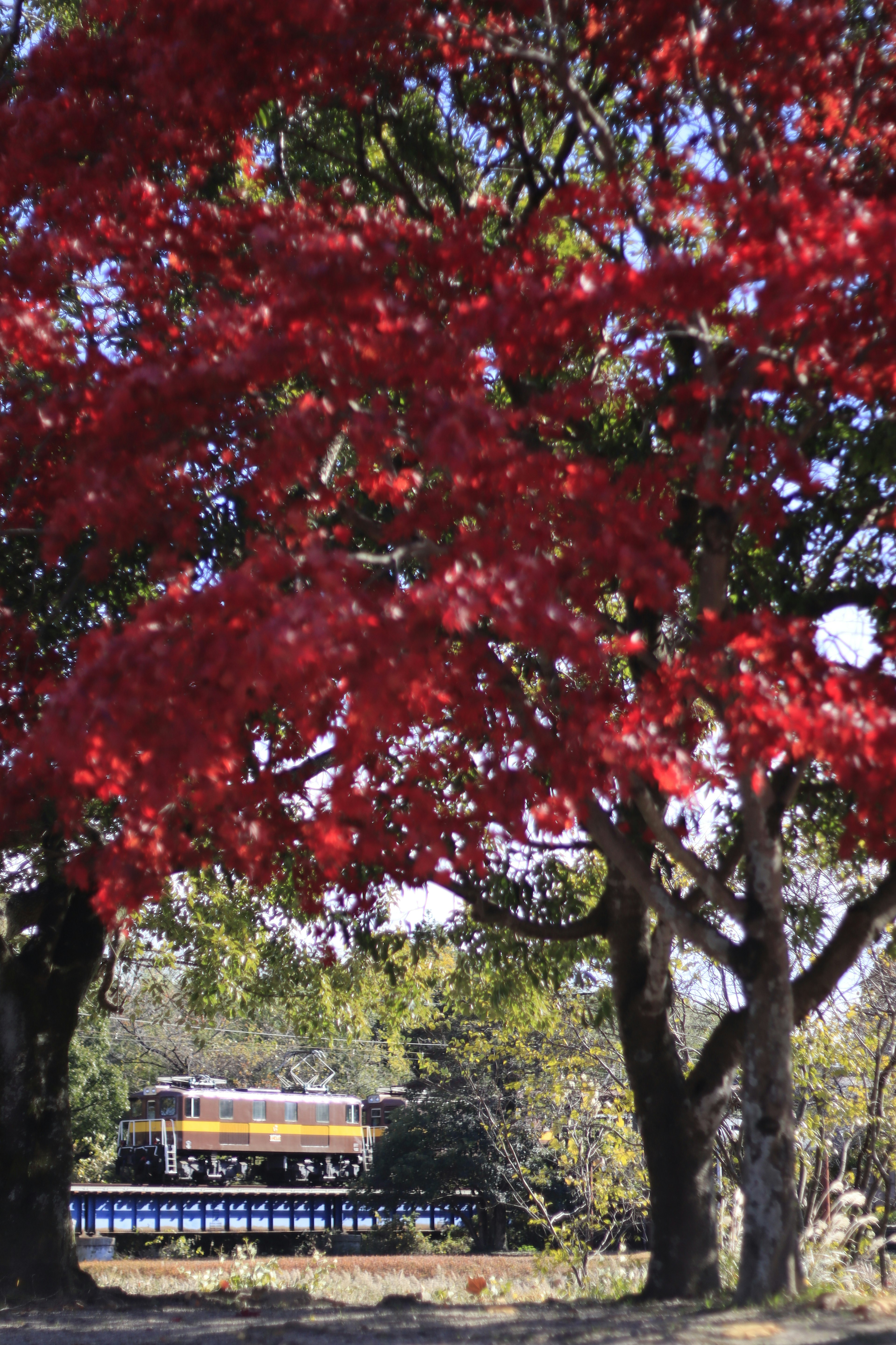 Train visible between trees with red leaves and green background