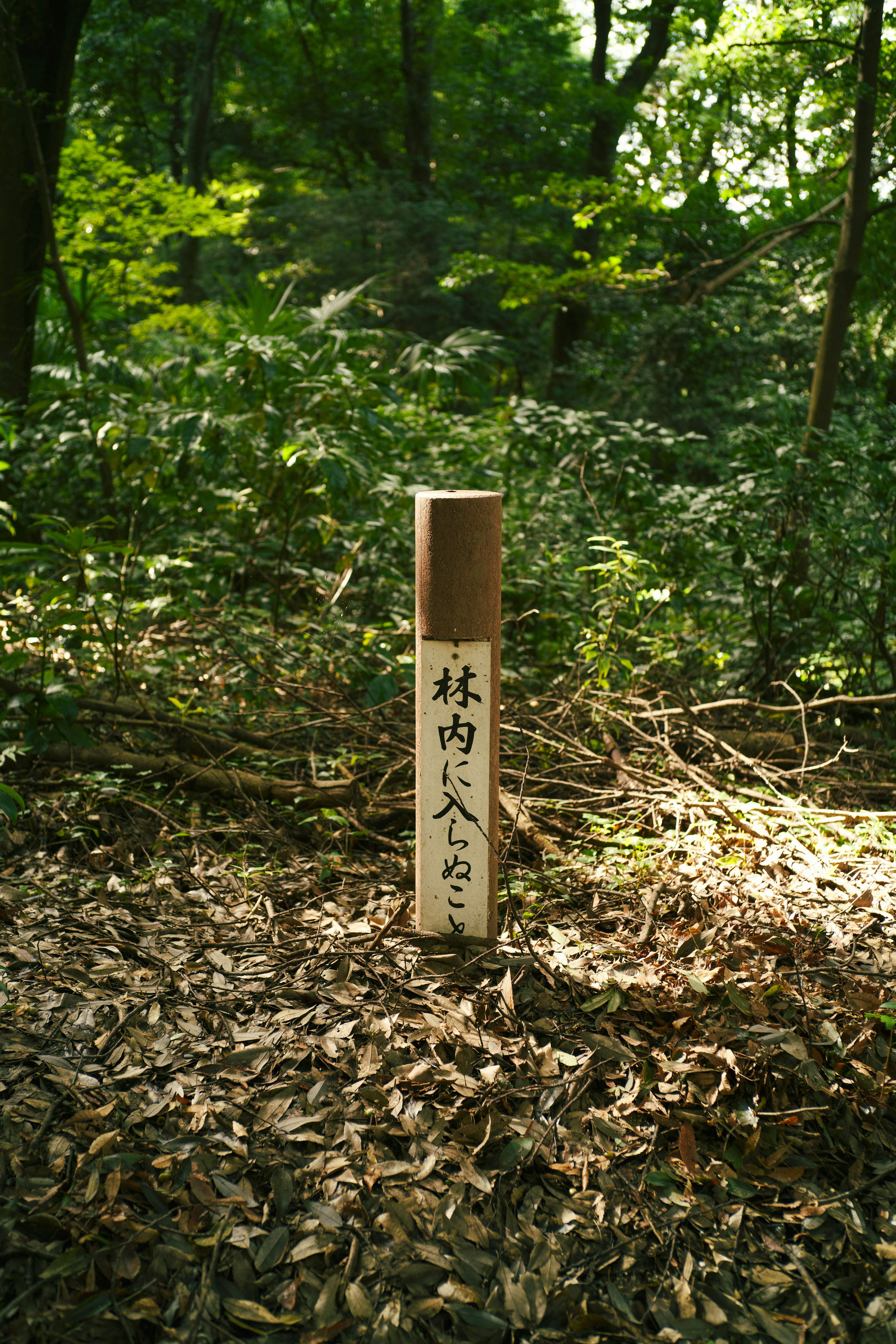 Cartel de madera en un bosque verde y frondoso