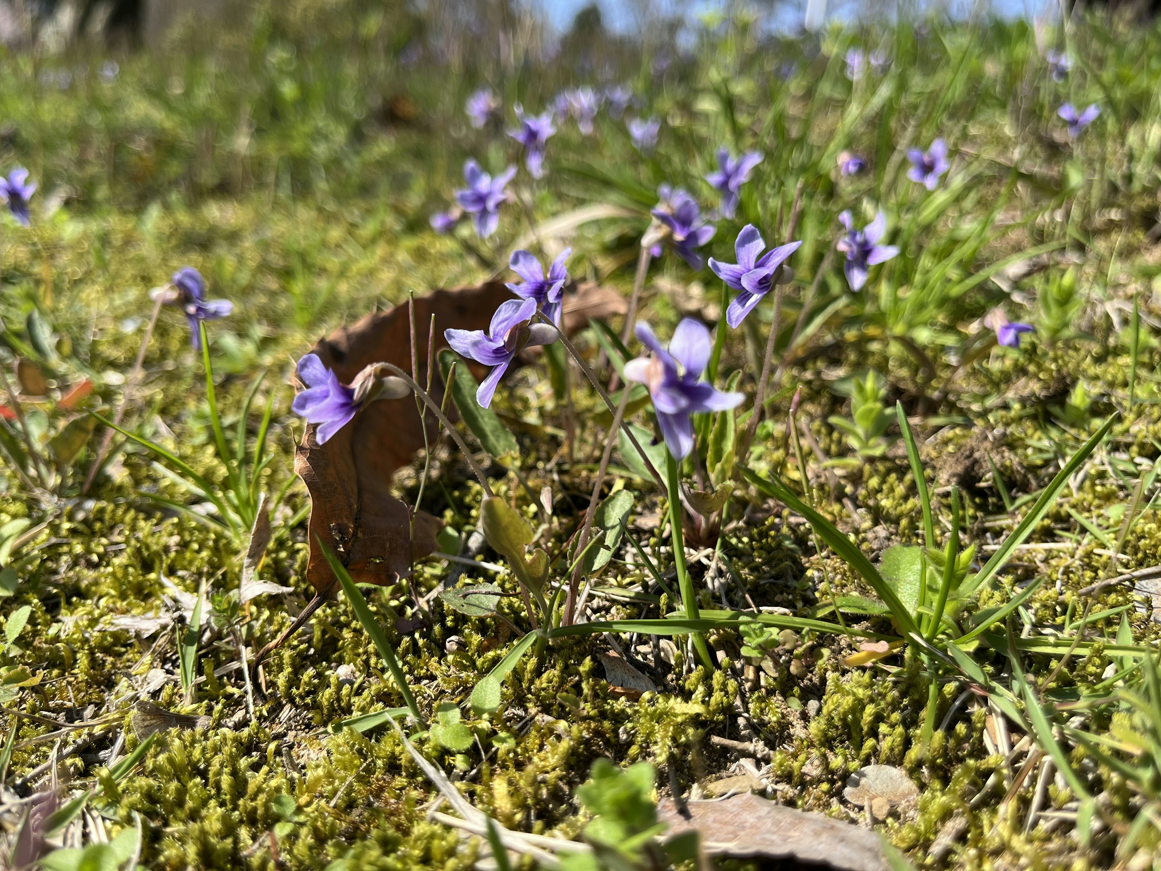 紫色の花が咲く草地の近くの風景