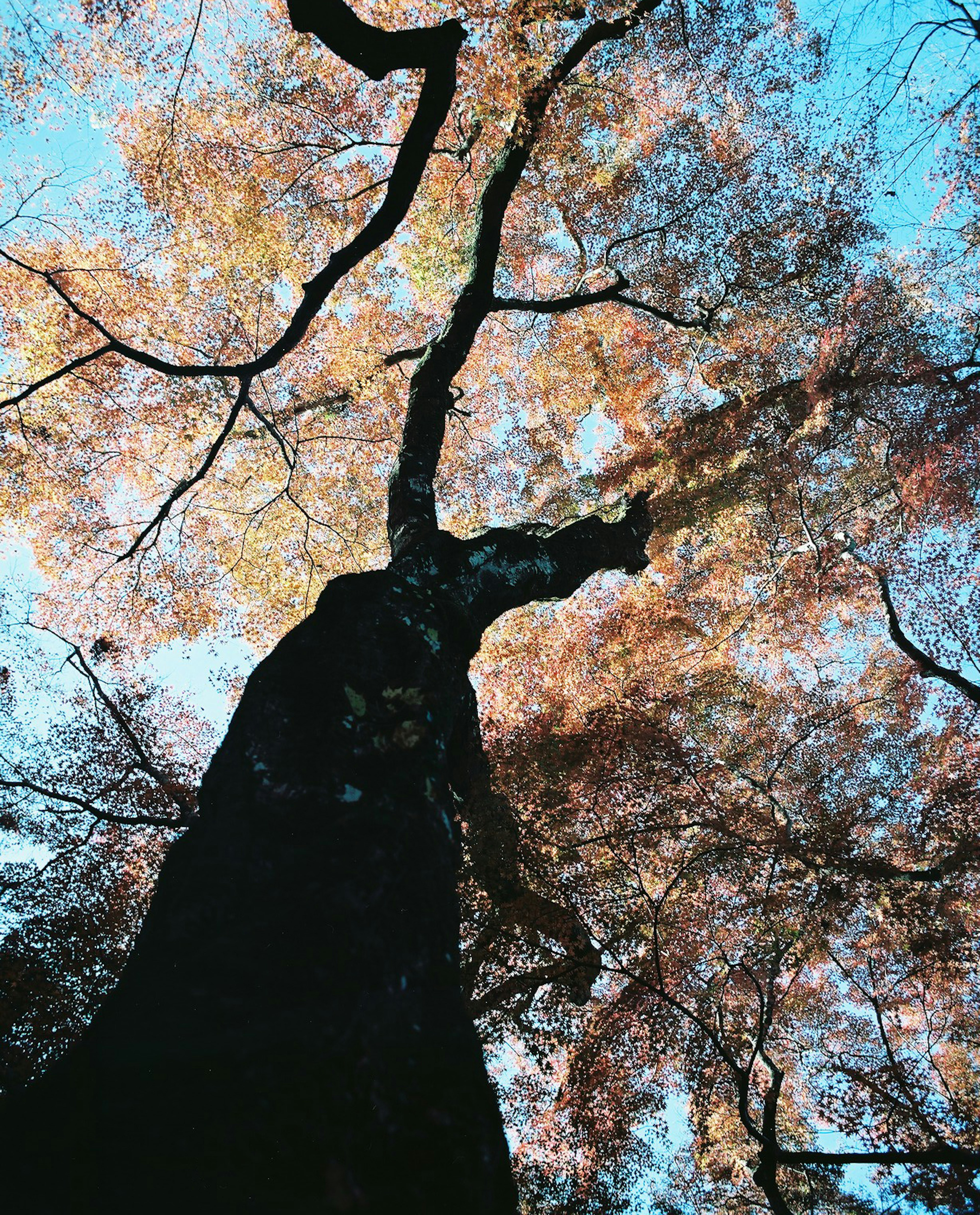 Guardando in alto verso un albero con belle foglie autunnali