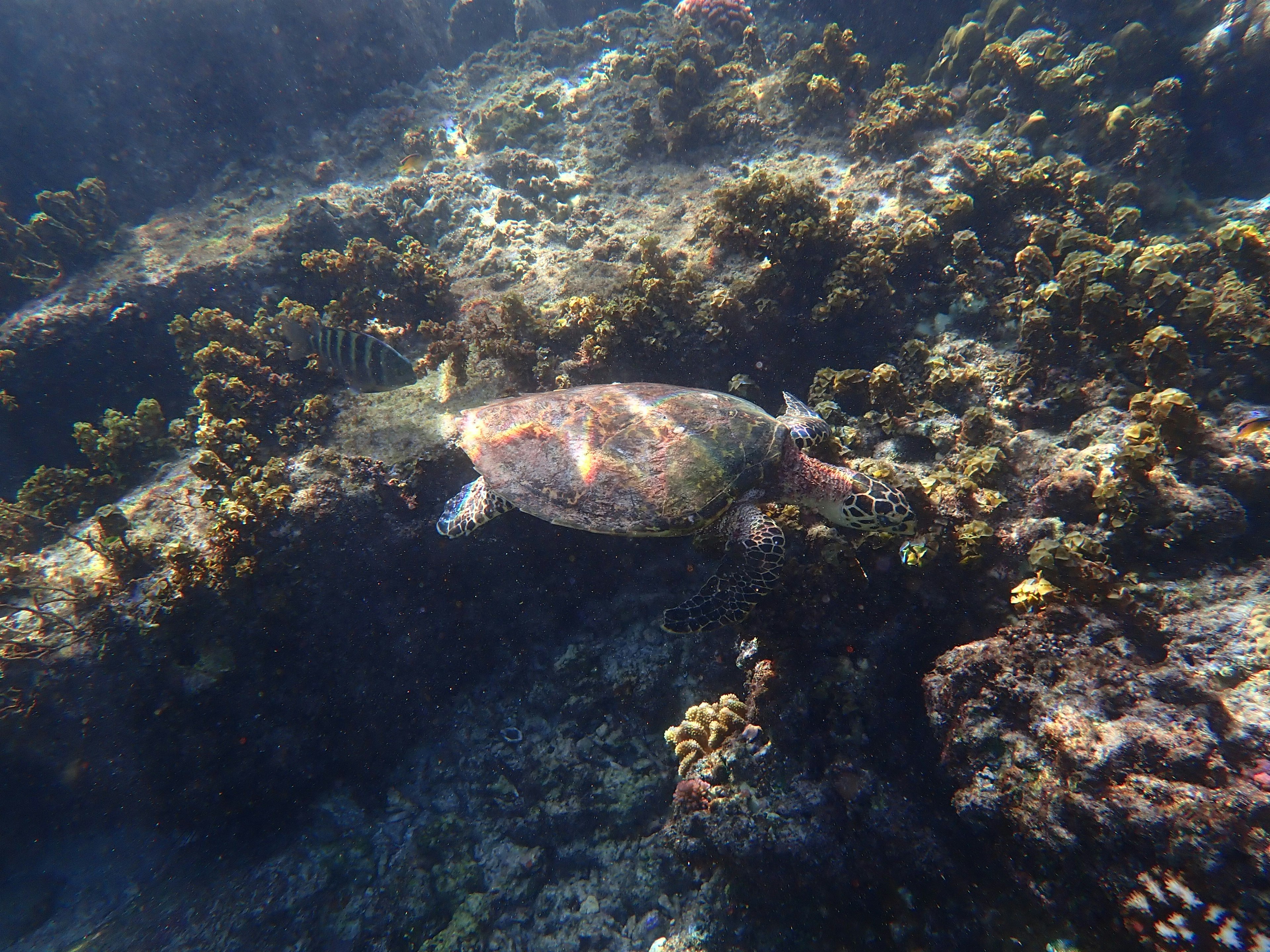 A turtle swimming near coral reefs underwater