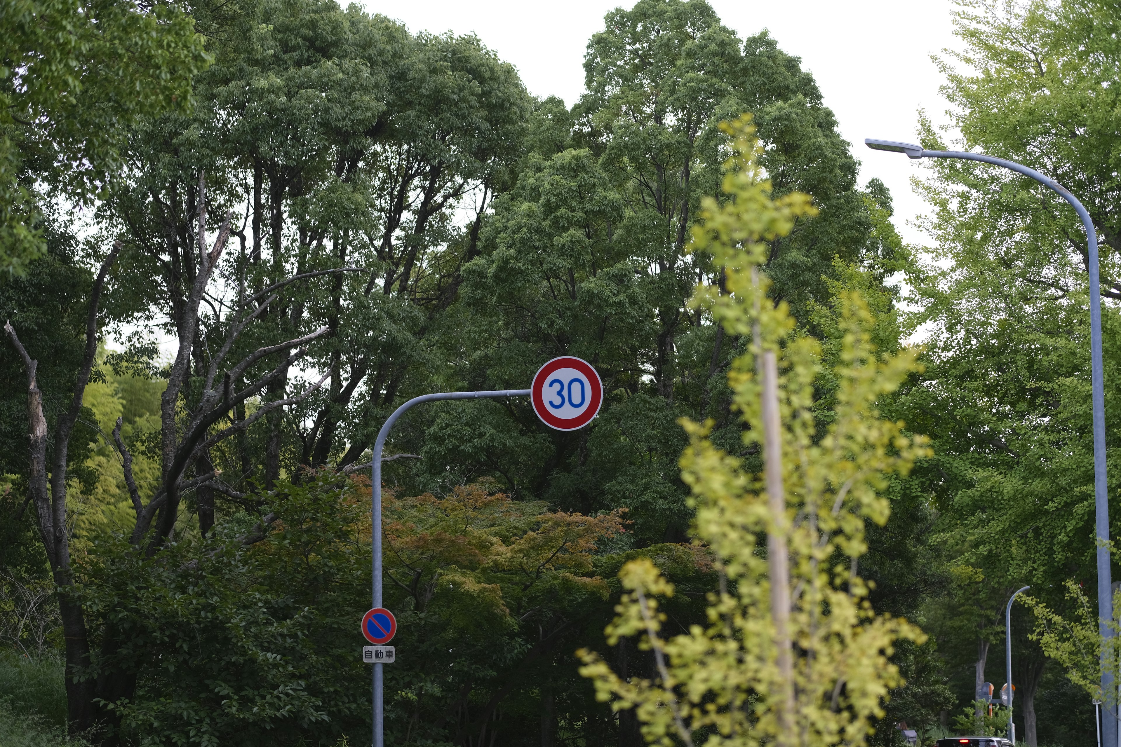 Geschwindigkeitsbegrenzungsschild in einem grünen Park mit Straßenbäumen