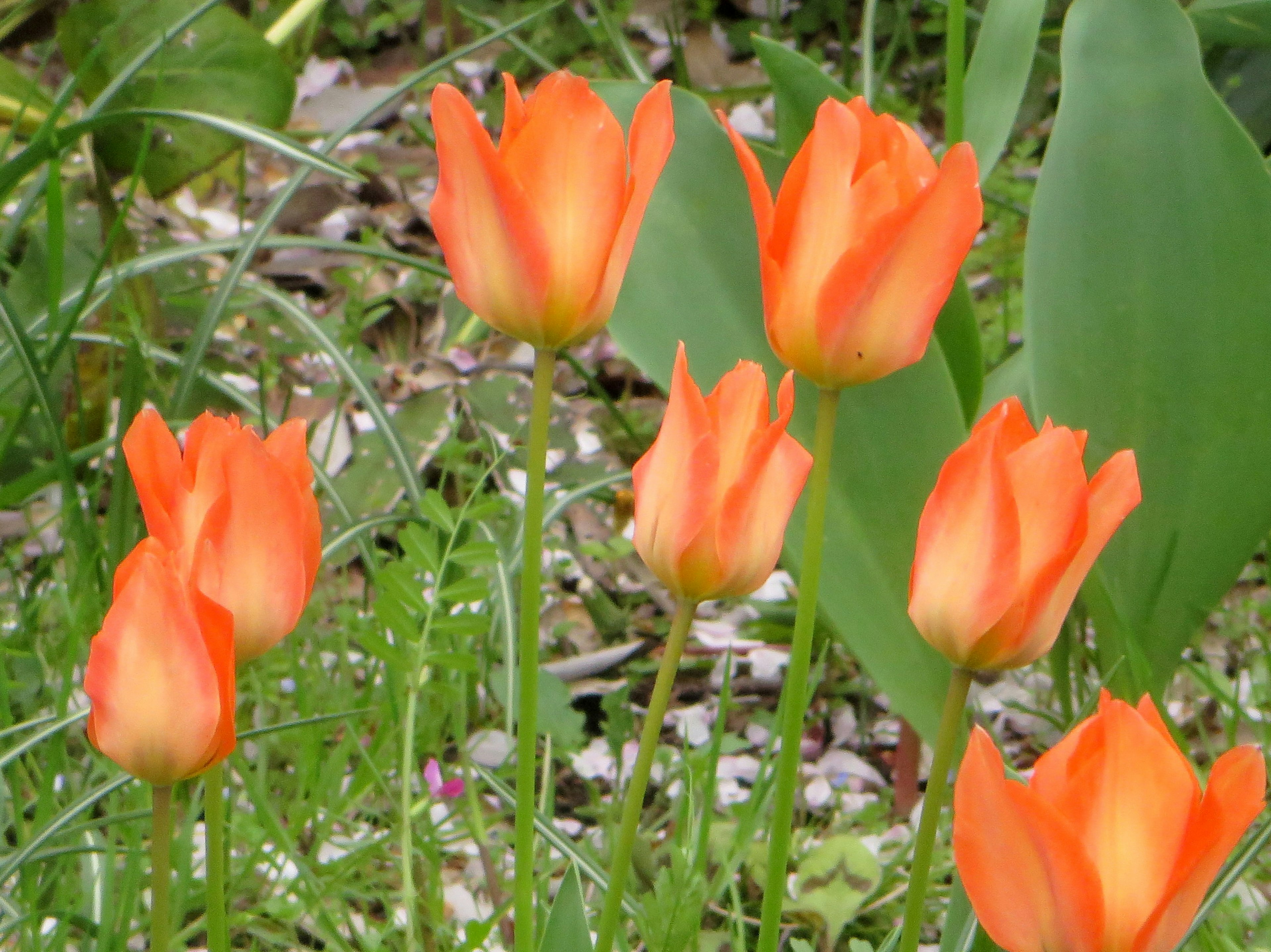 Lebendige orangefarbene Tulpen blühen zwischen grünem Gras