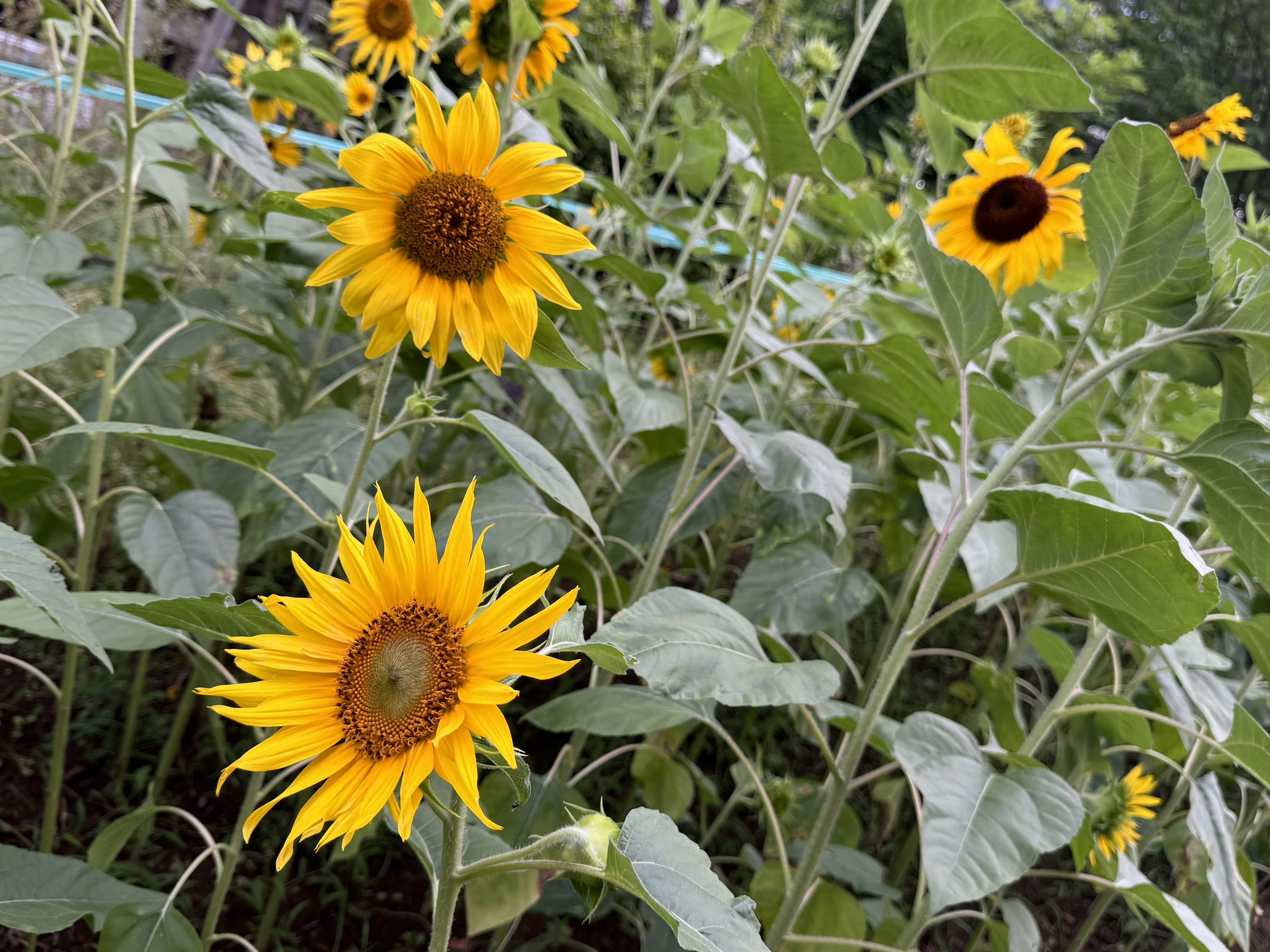 明亮的黃色向日葵在郁郁蔥蔥的花園中盛開