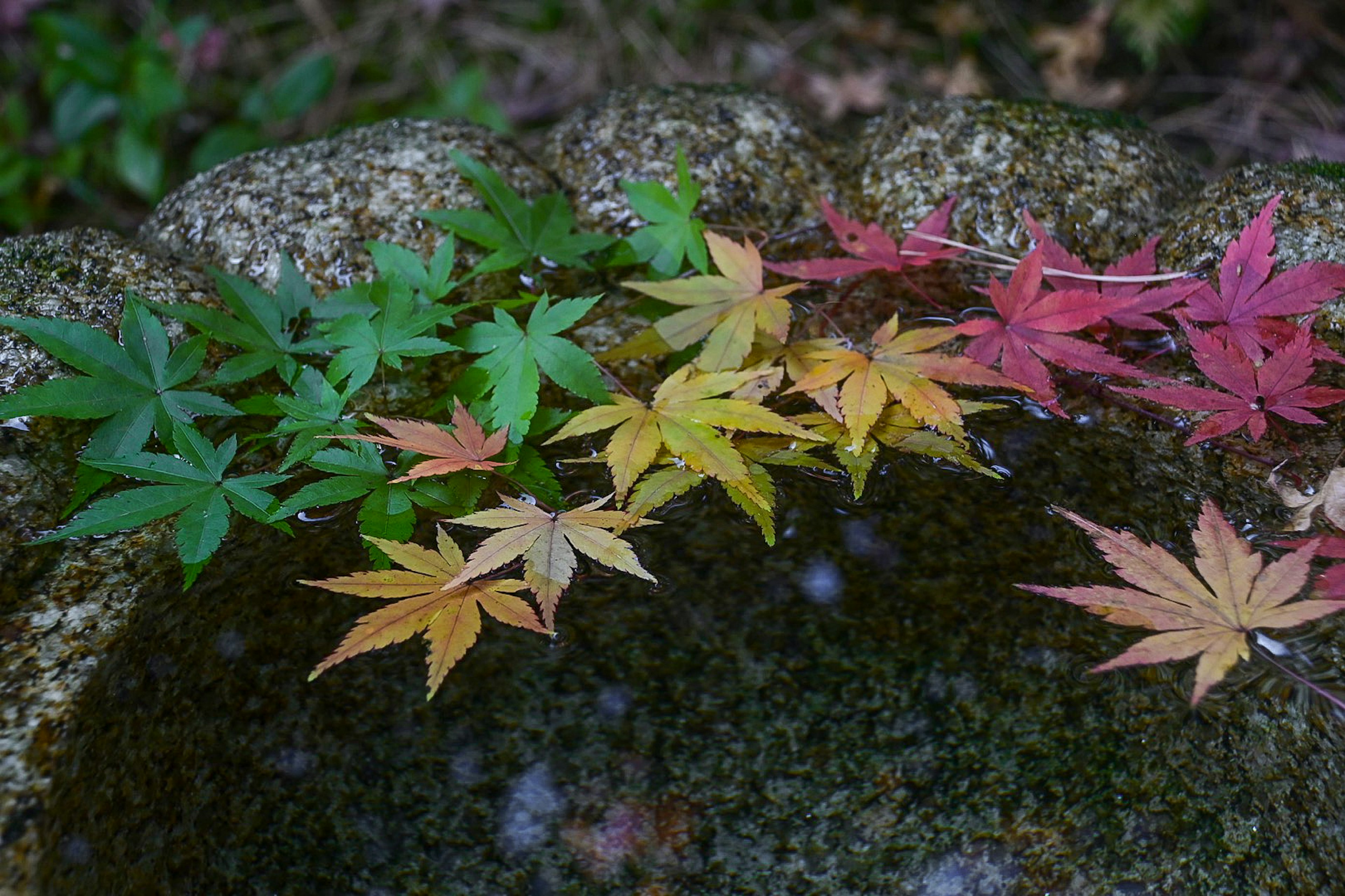 Daun maple yang mengapung di air bertransisi dari hijau ke merah