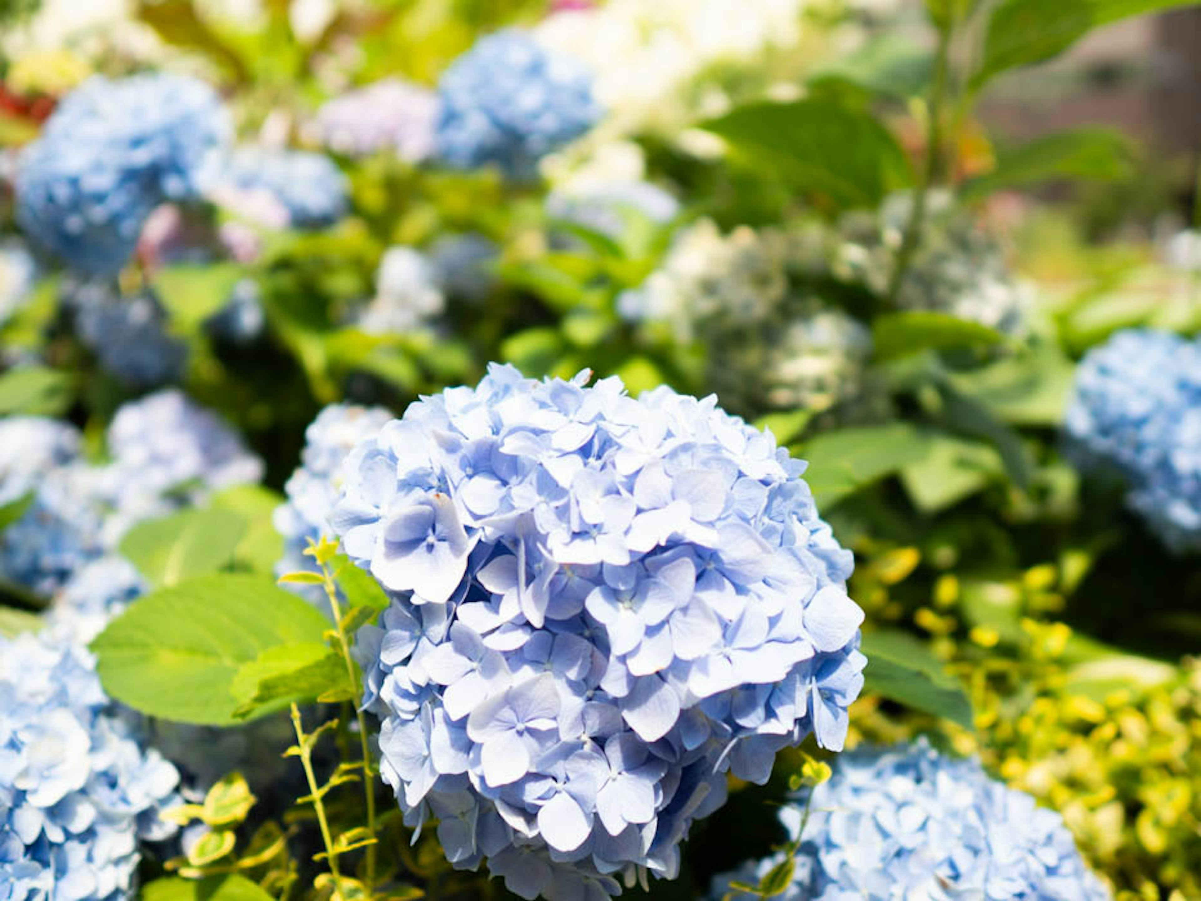 Primo piano di fiori di ortensia blu in un giardino