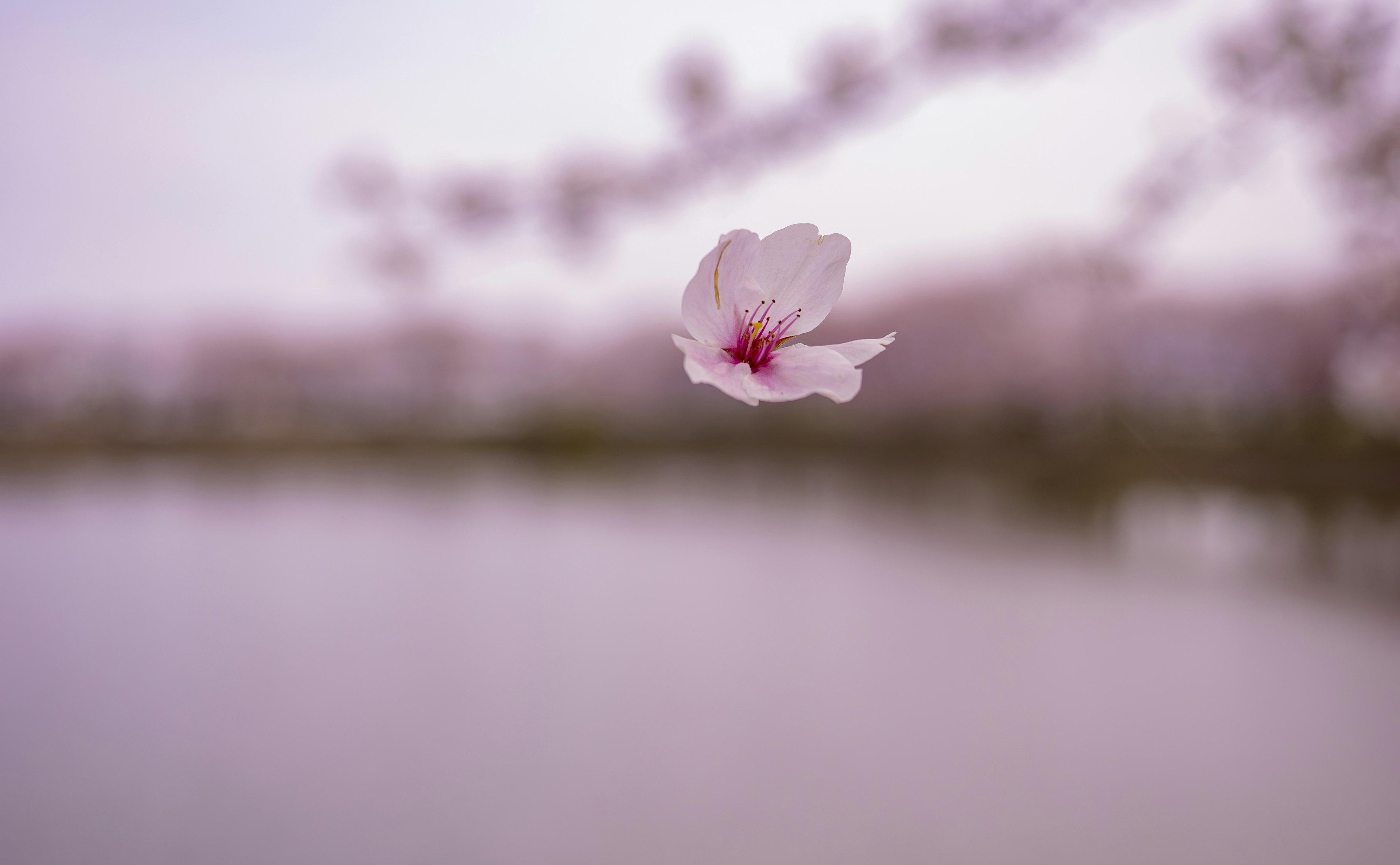 Close-up dari kelopak bunga sakura mengapung di atas air