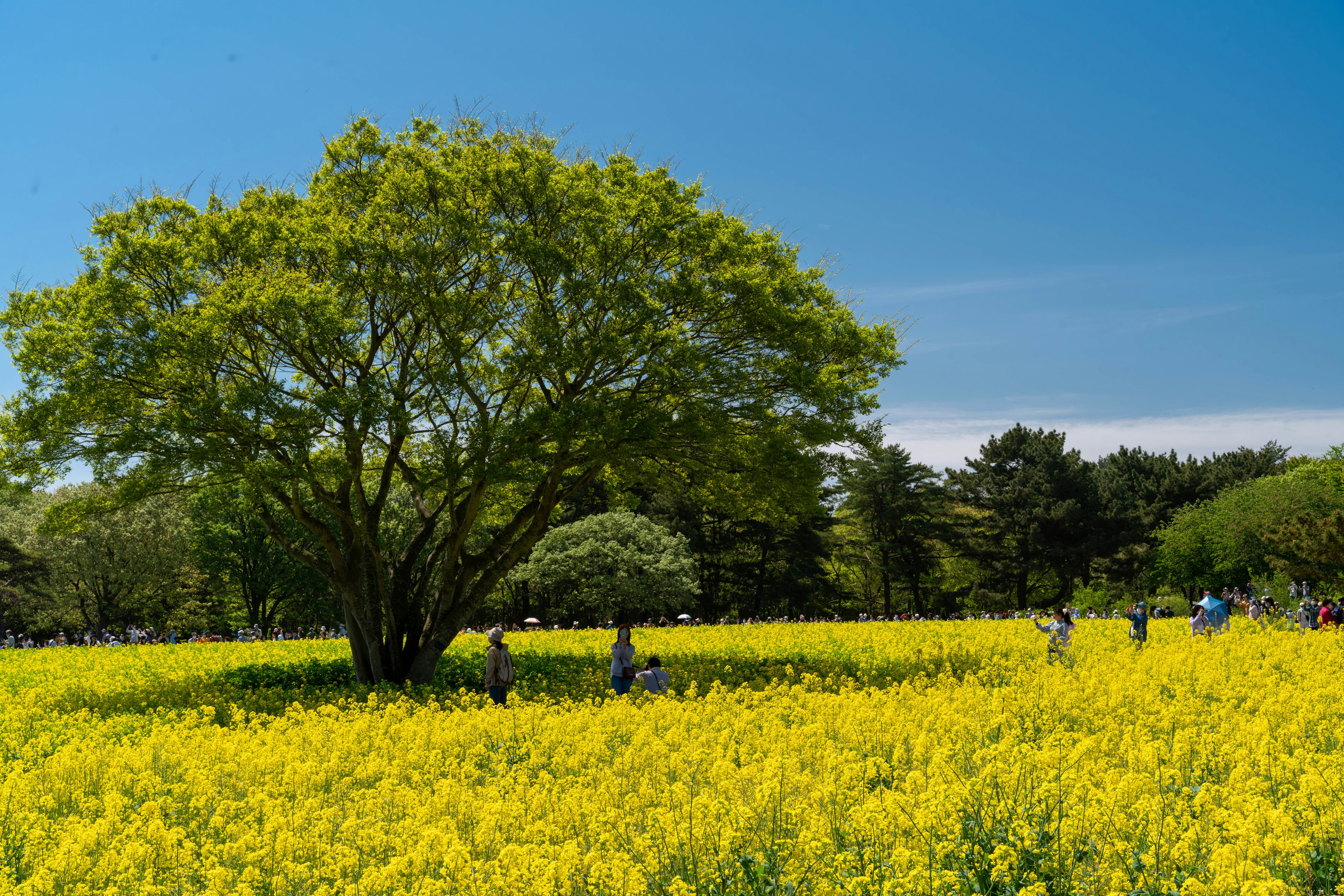 Champ vaste de fleurs jaunes sous un ciel bleu avec des arbres verts