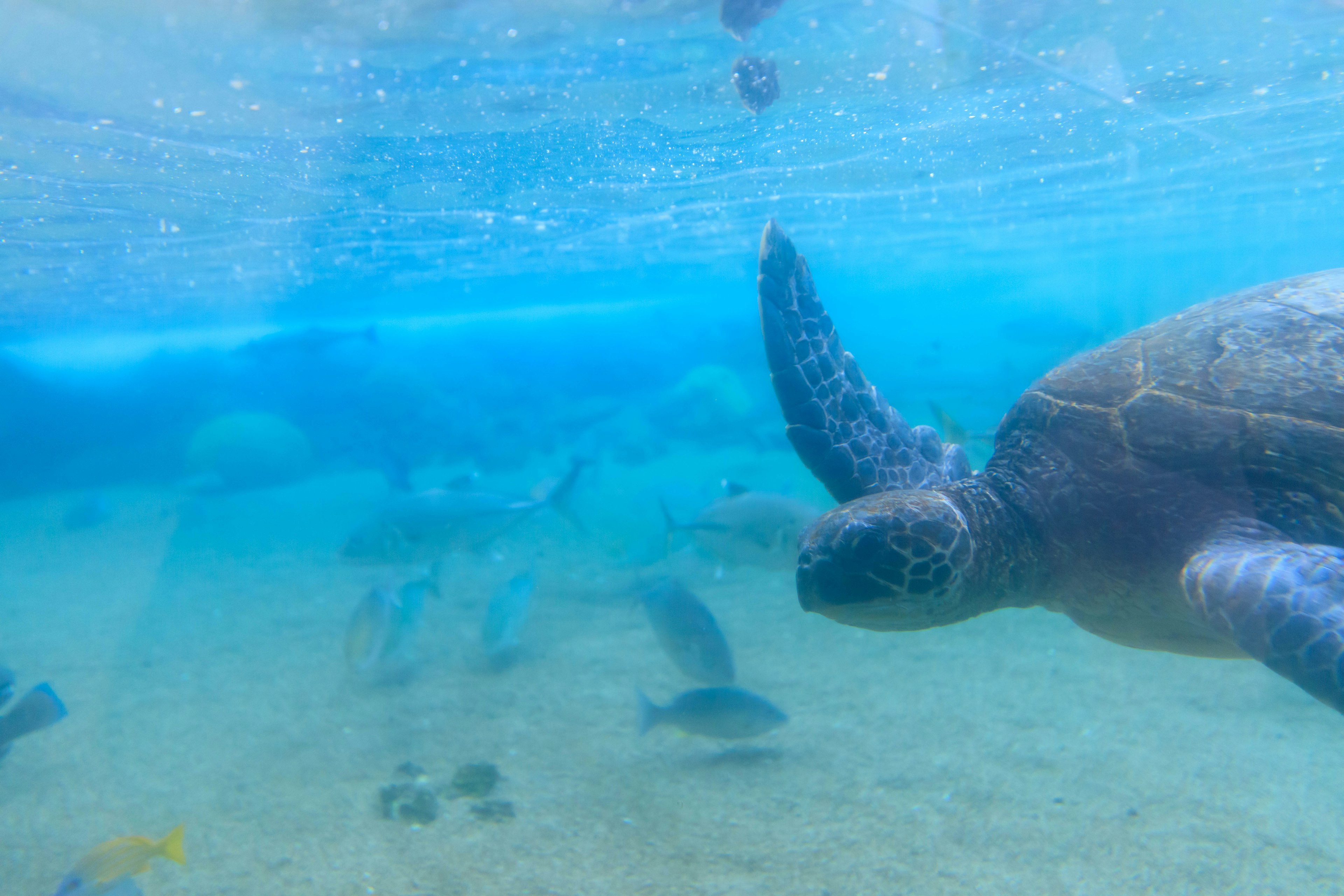 A sea turtle swimming underwater surrounded by various fish