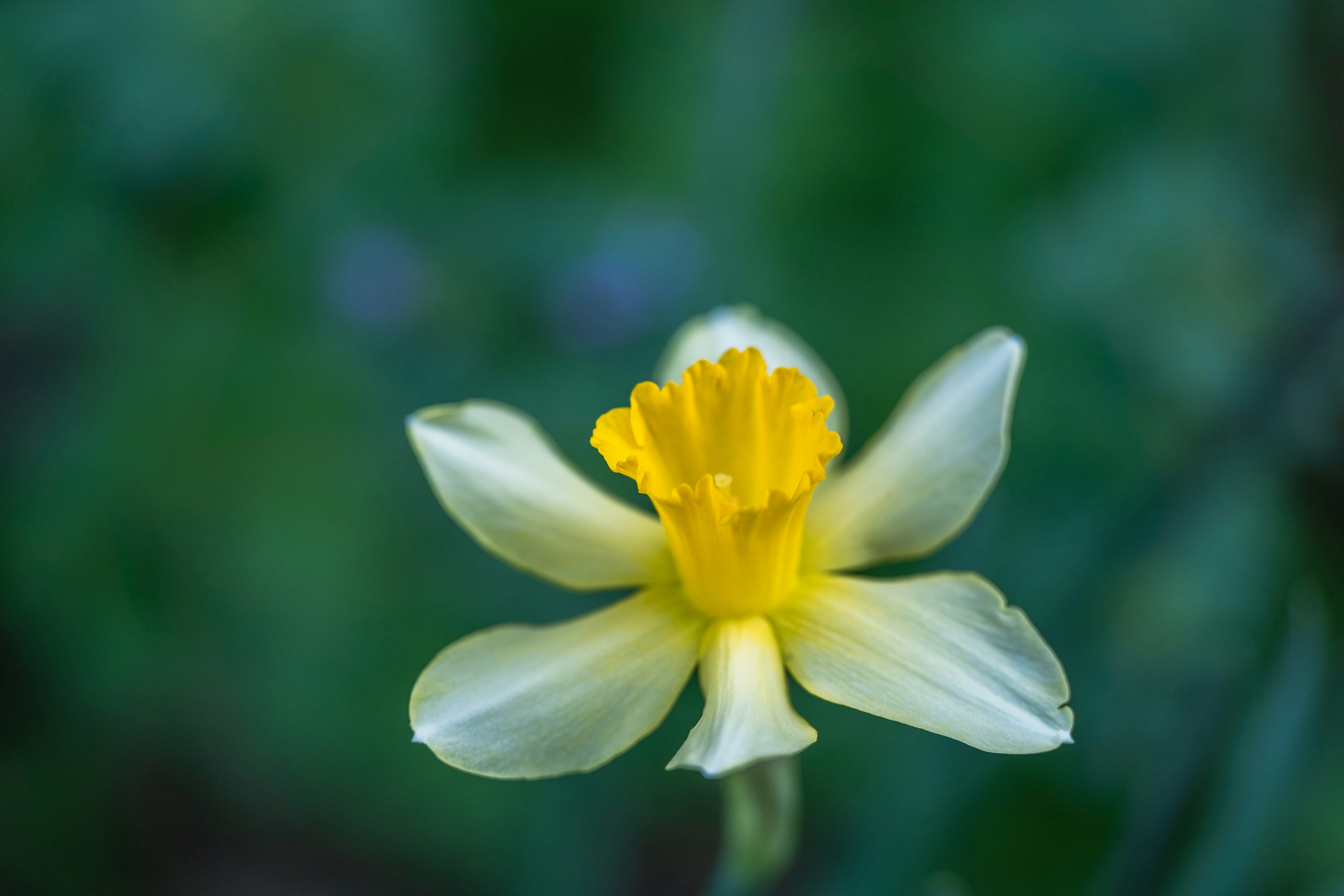 黄色の中心を持つ淡い黄色の花が緑の背景に浮かぶ