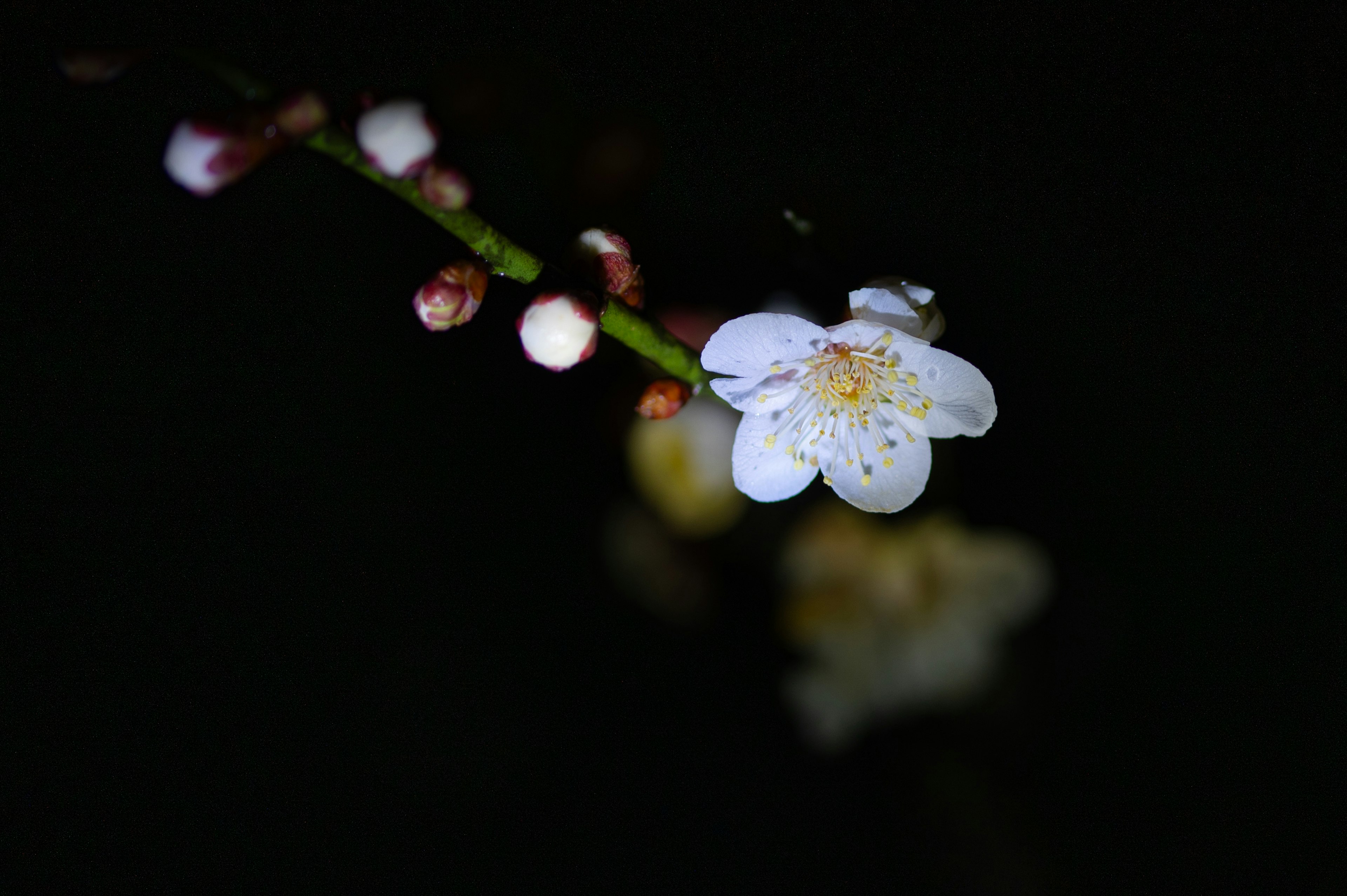 Ein Zweig mit einer weißen Blume und Knospen vor dunklem Hintergrund