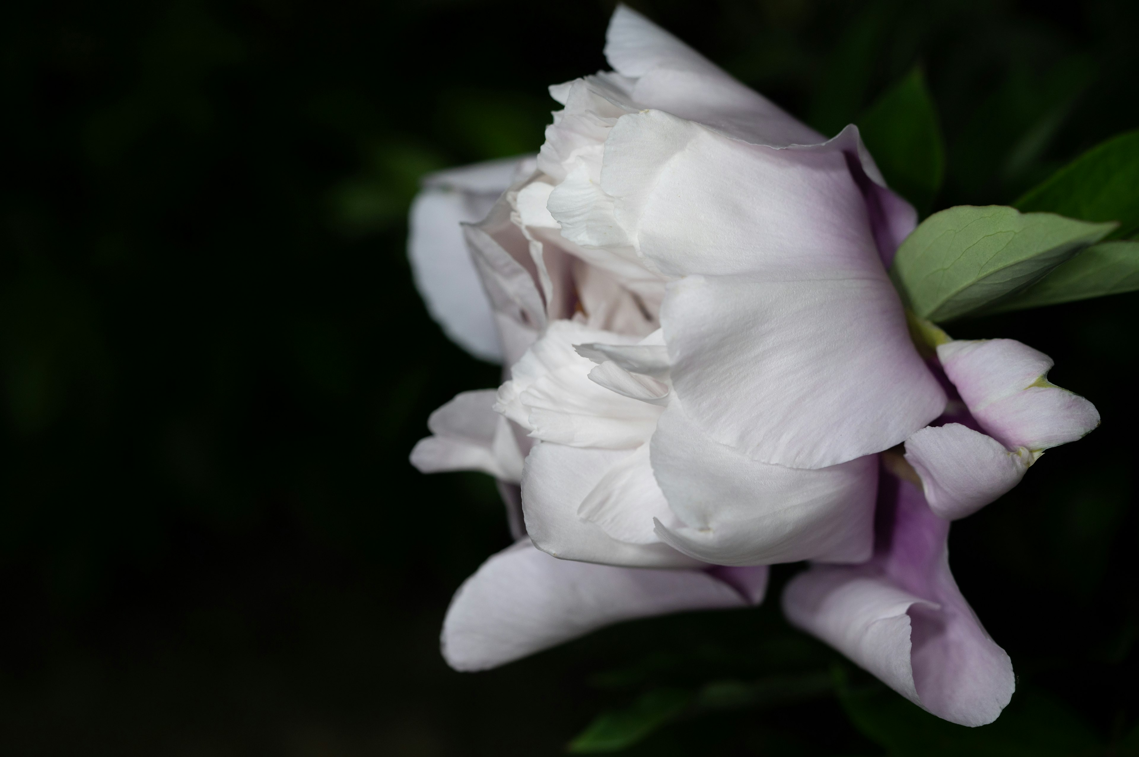 Magnifique bouton de rose avec des pétales violet pâle