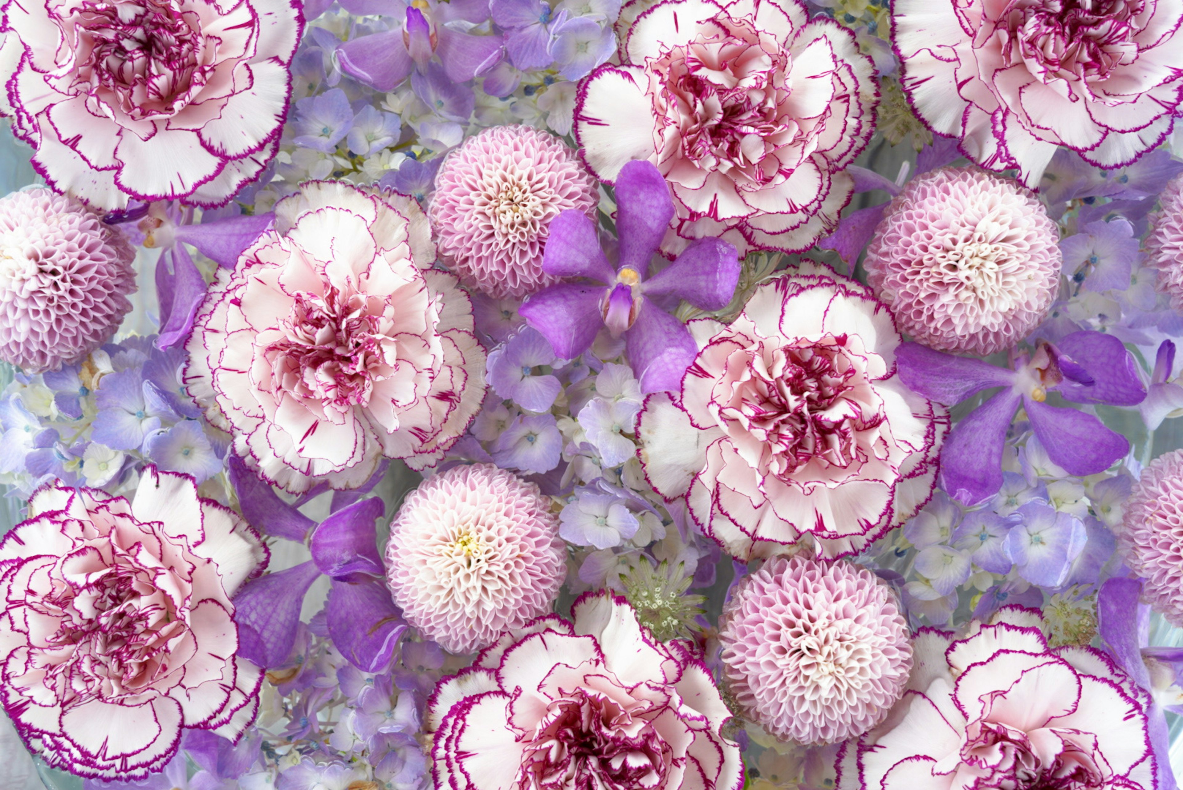 Une magnifique disposition de fleurs roses et violettes