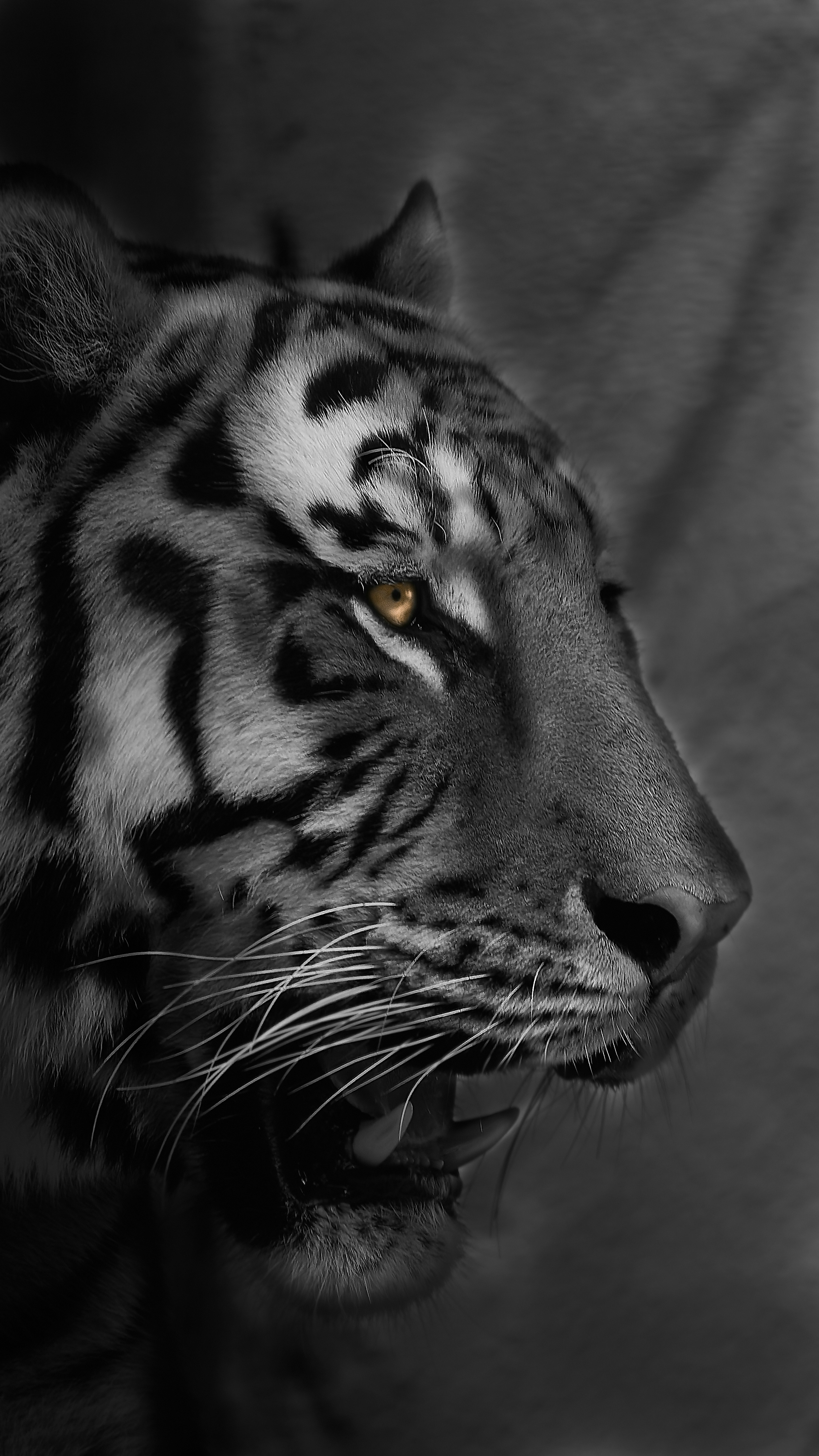 Profil d'un tigre en noir et blanc avec un œil doré frappant