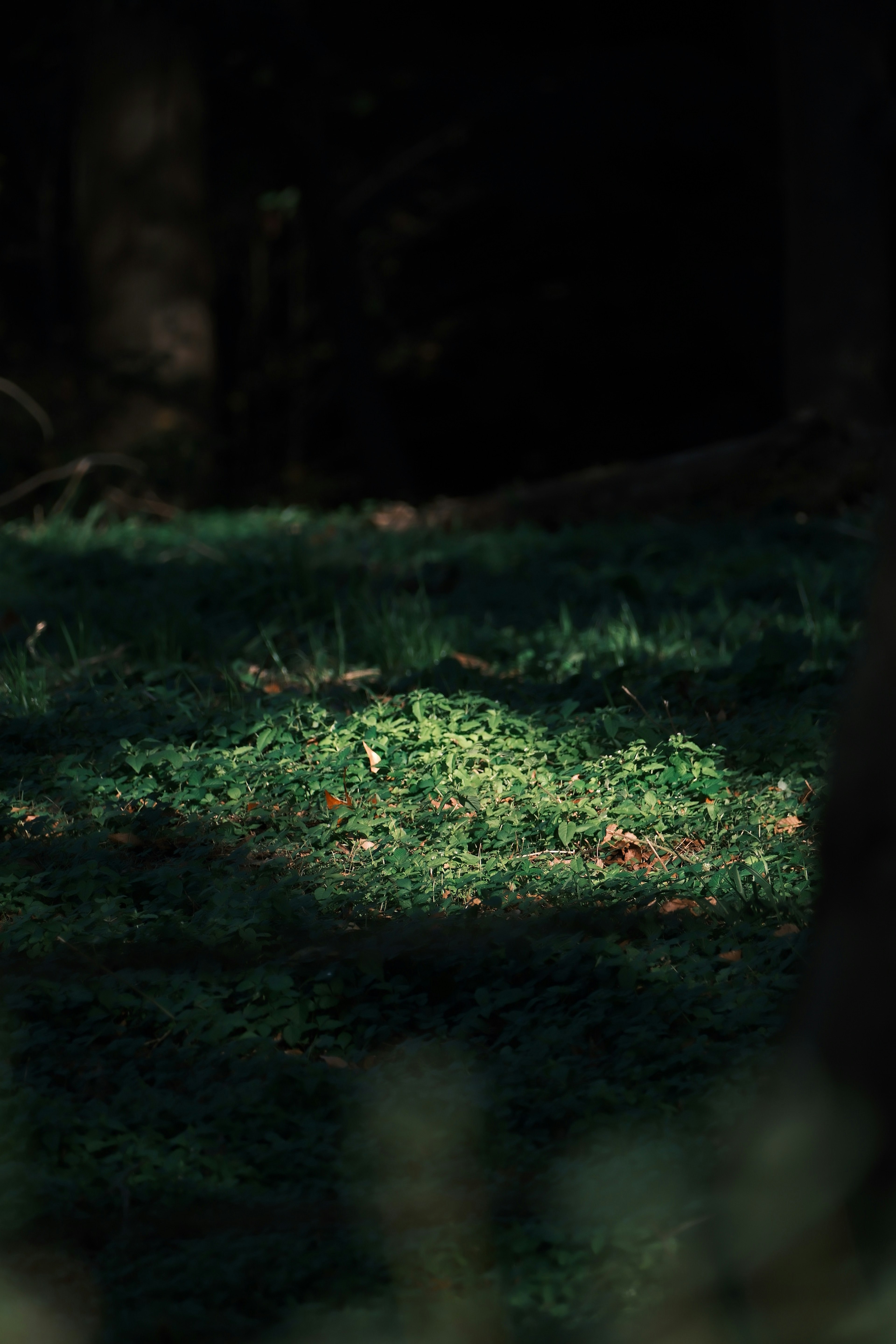 A patch of sunlight illuminating green grass in a dark forest