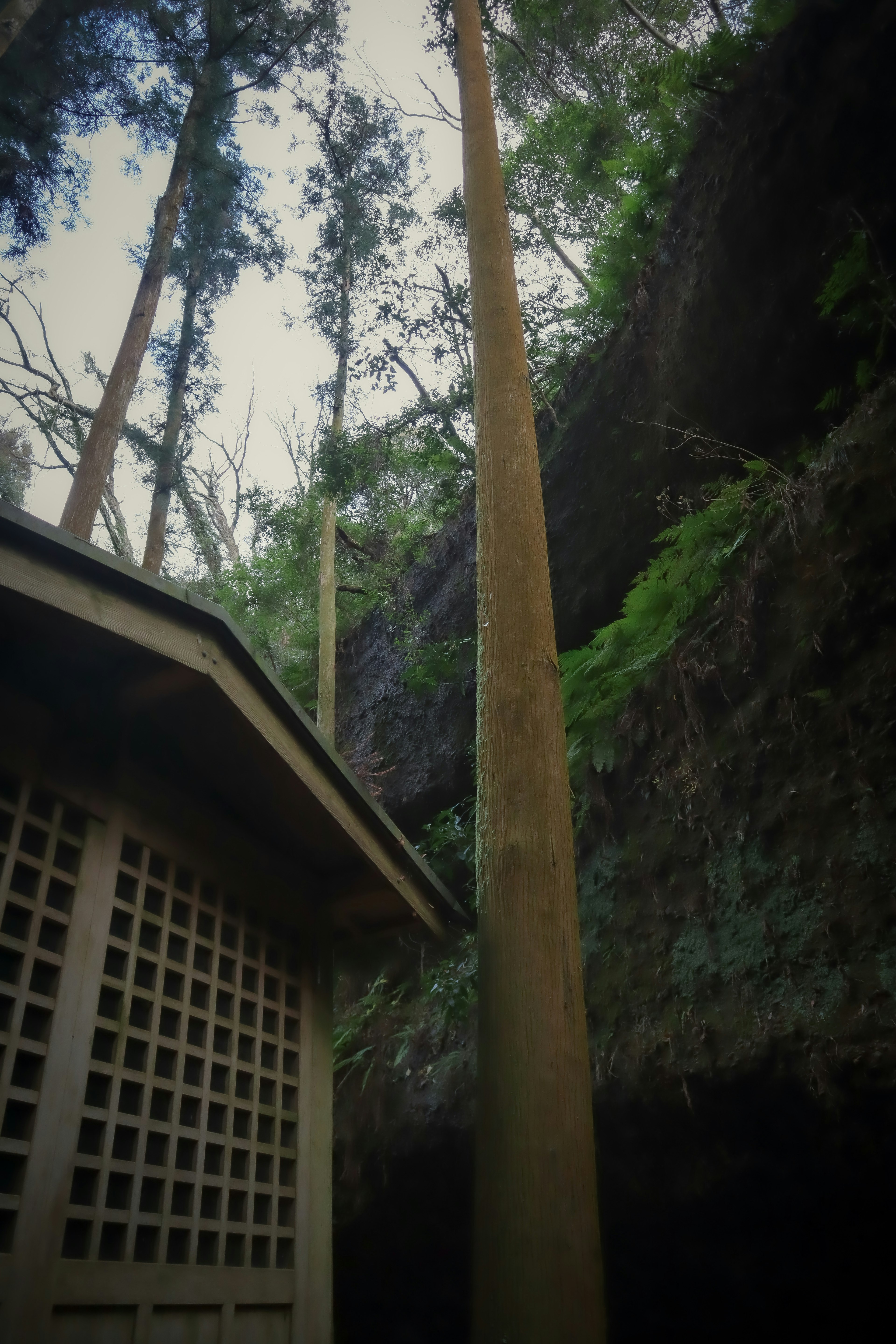 Tall trees lining a canyon view with a wooden structure