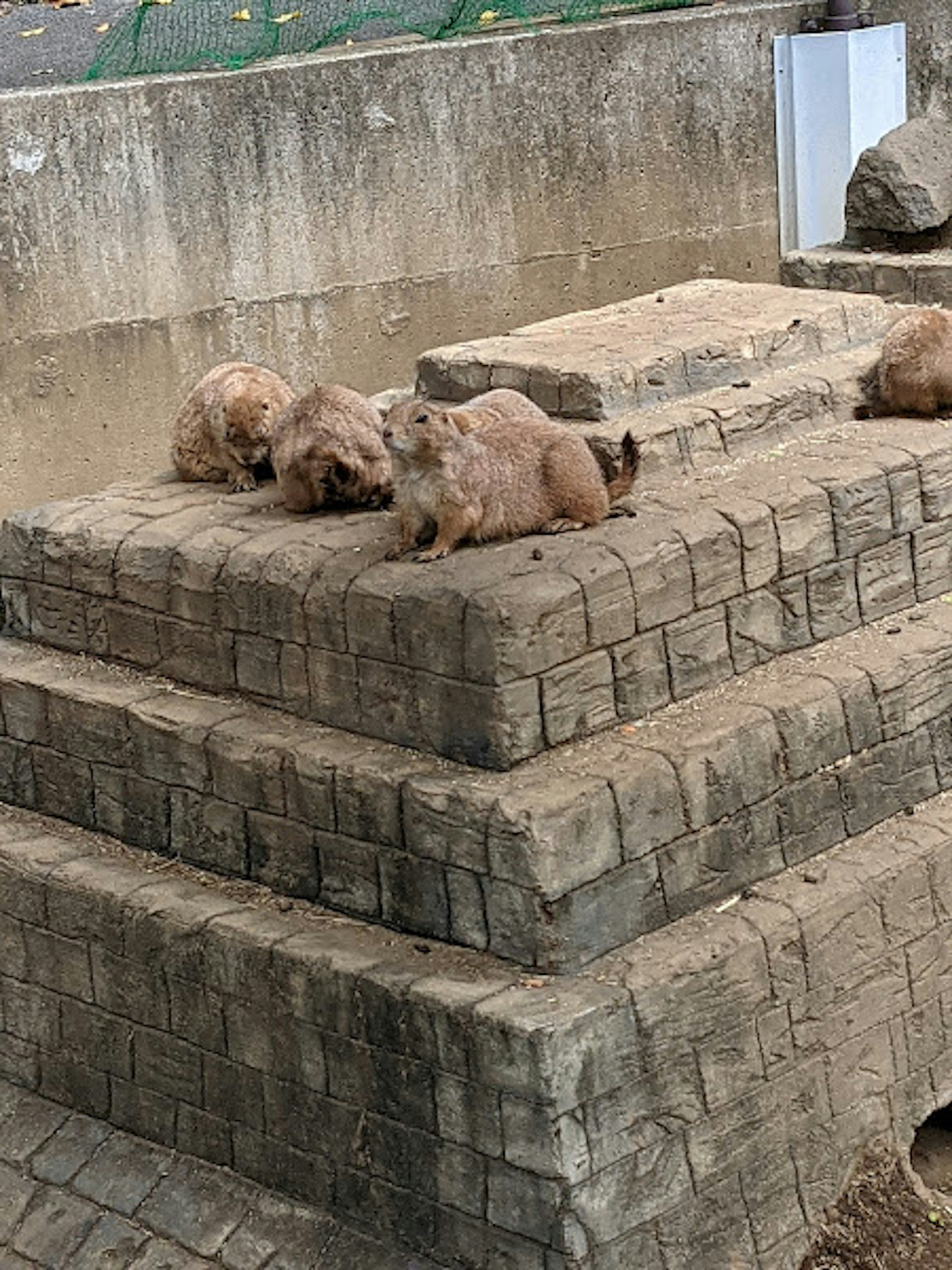 Varios animales descansando sobre una estructura de piedra