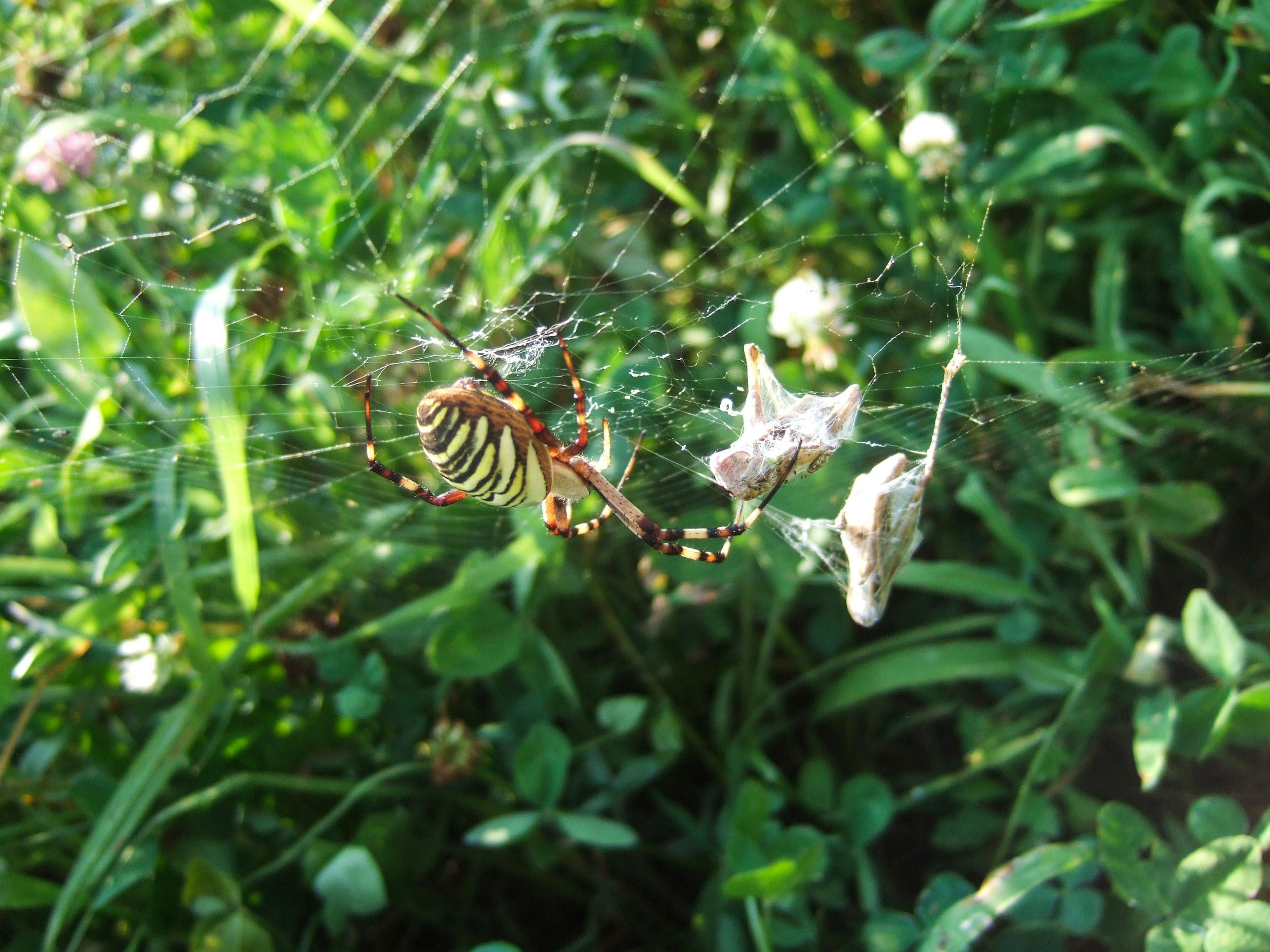 Araignée colorée et sa toile parmi l'herbe verte