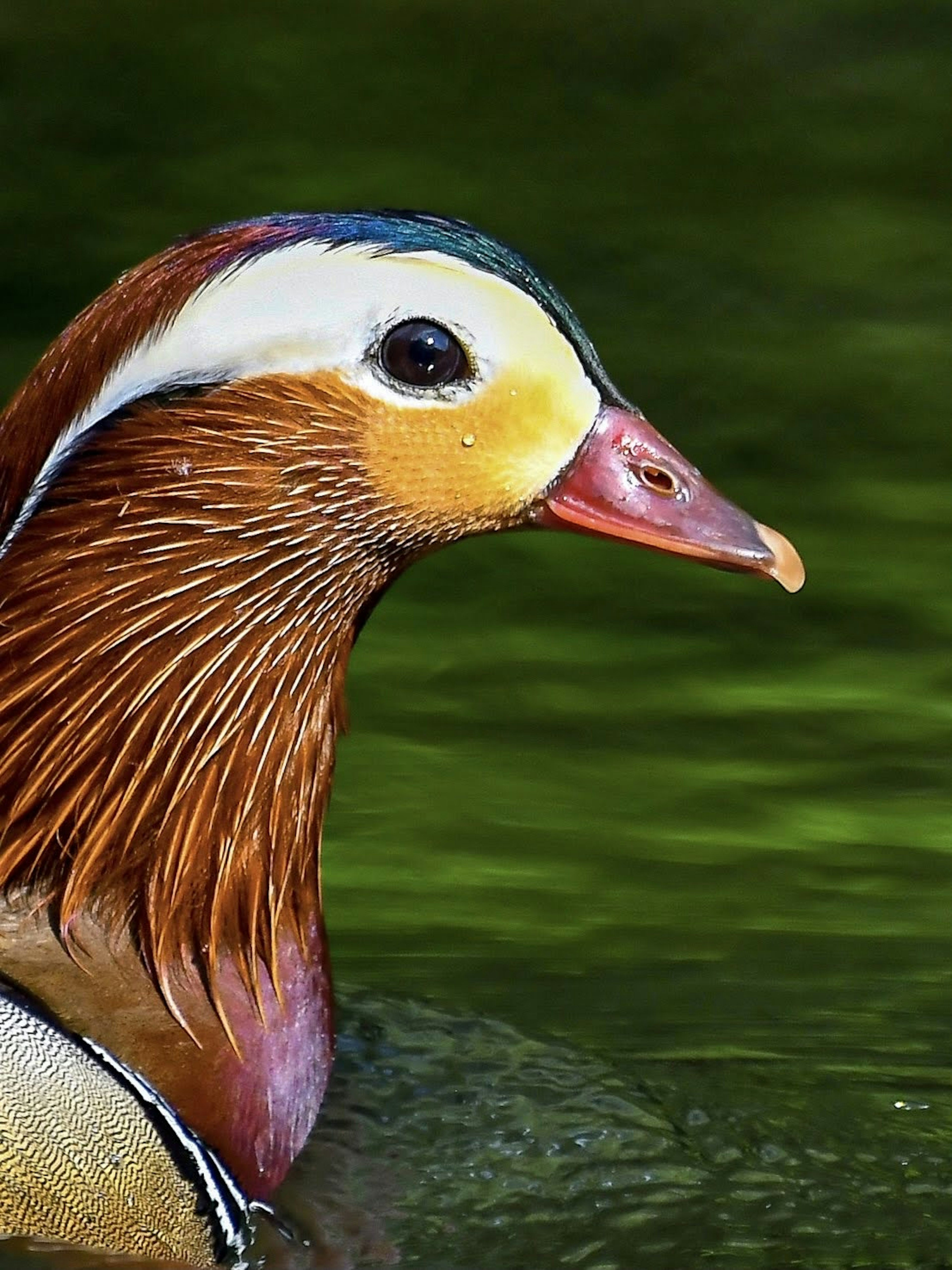 Profil bebek mandarin yang indah warna bulu yang cerah memantul di air hijau