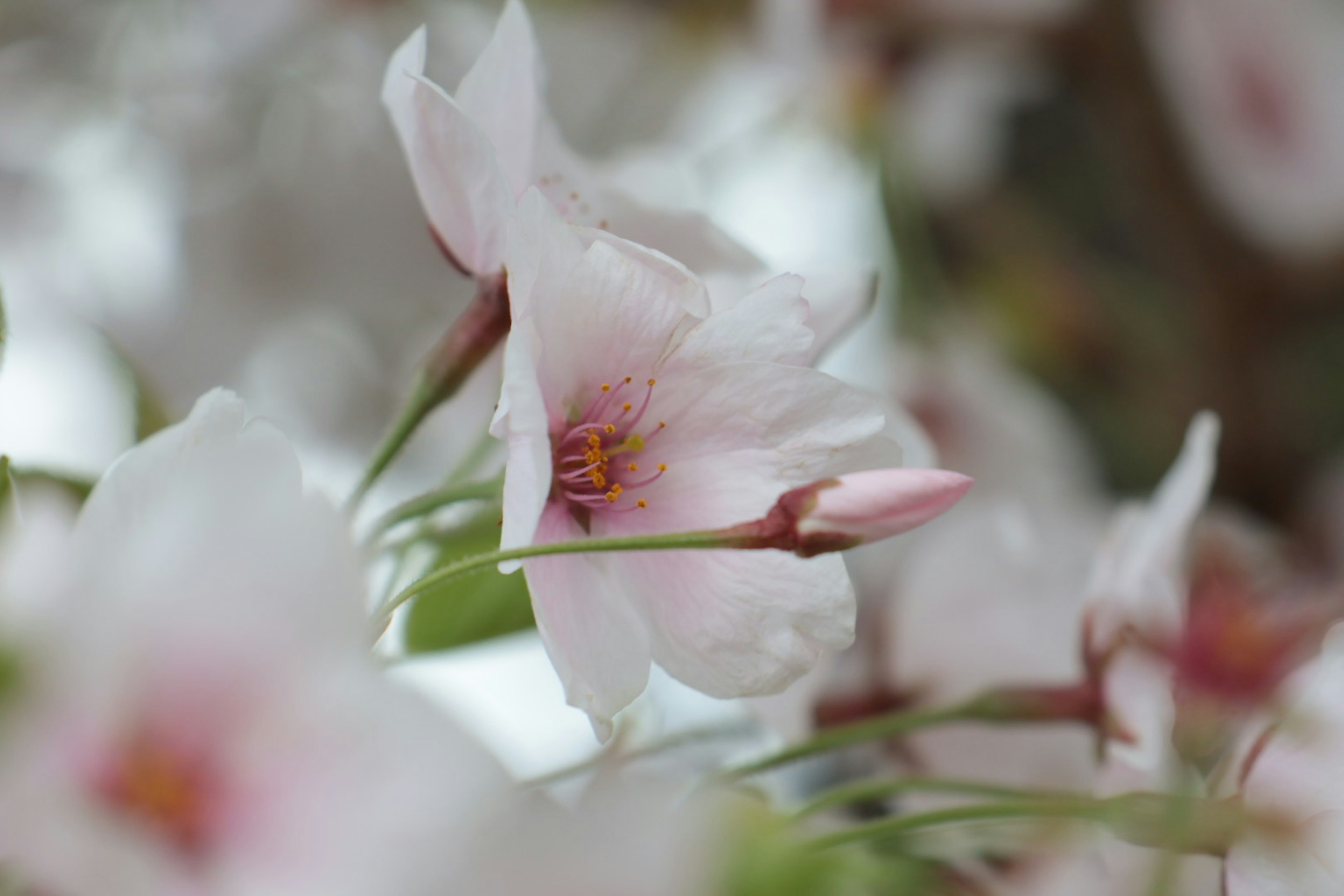 Kedekatan bunga sakura yang sedang mekar