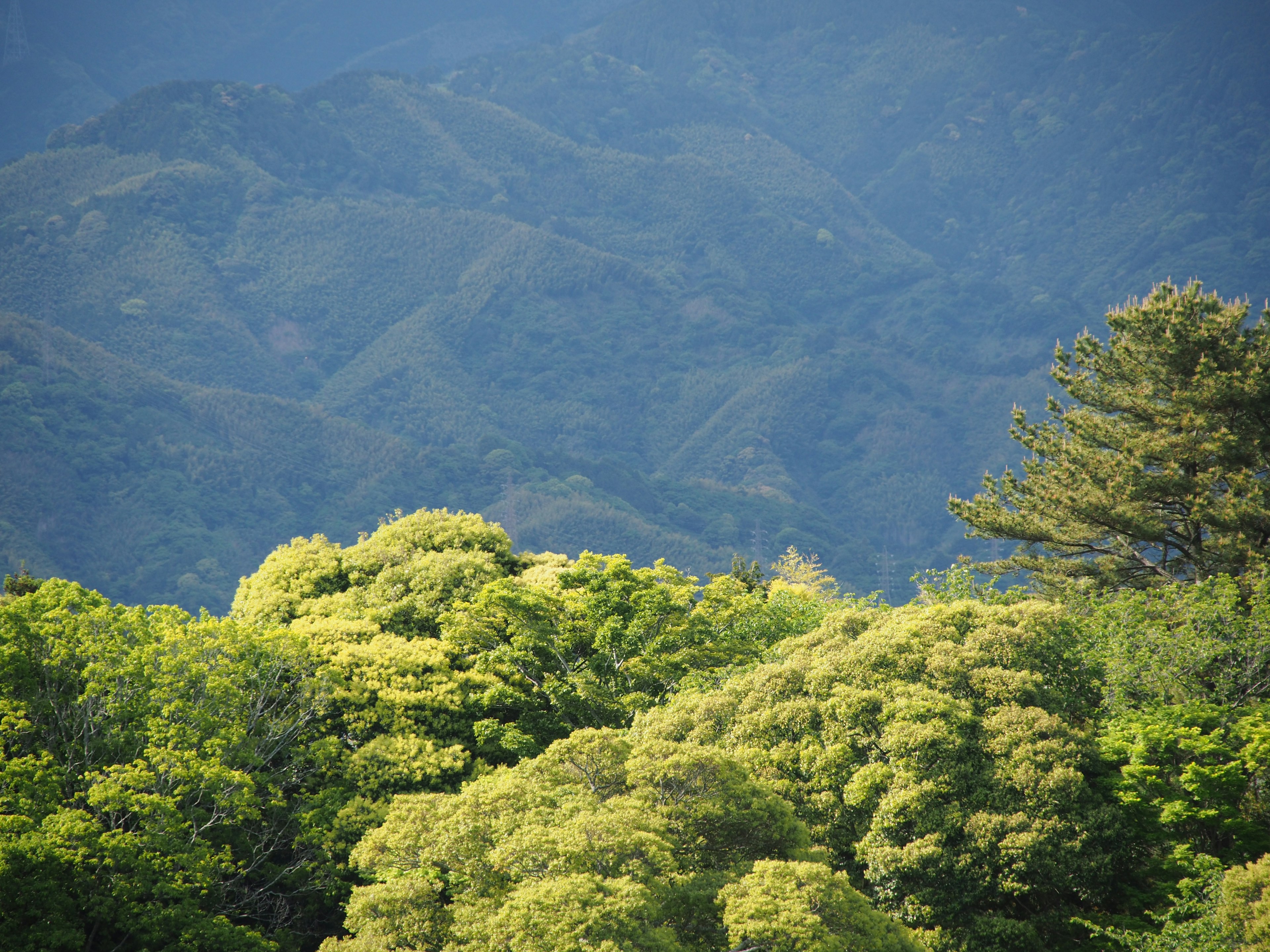 Lush green trees and distant mountains