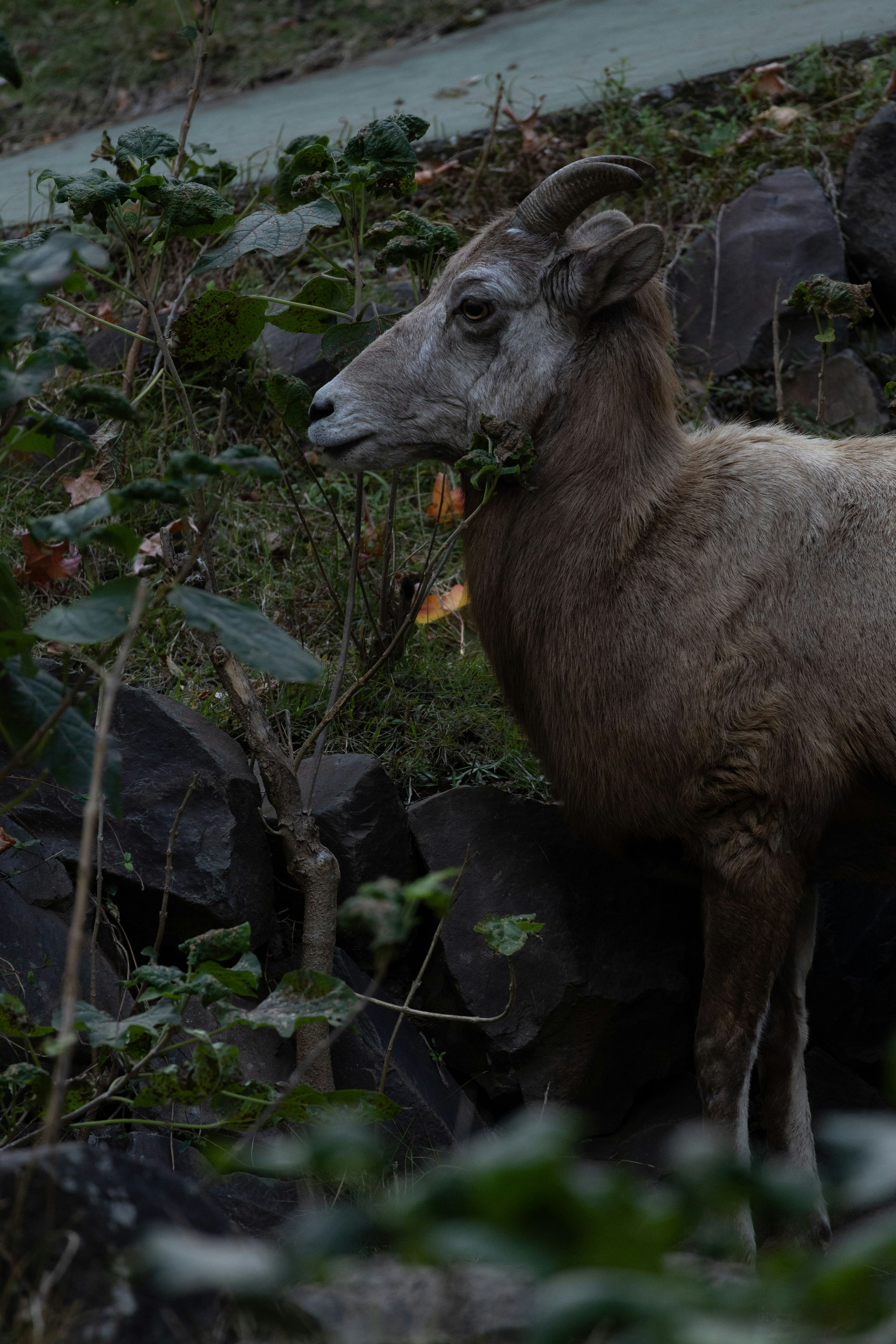 Un animal semblable à un mouton se tenant parmi des rochers entouré de feuilles vertes