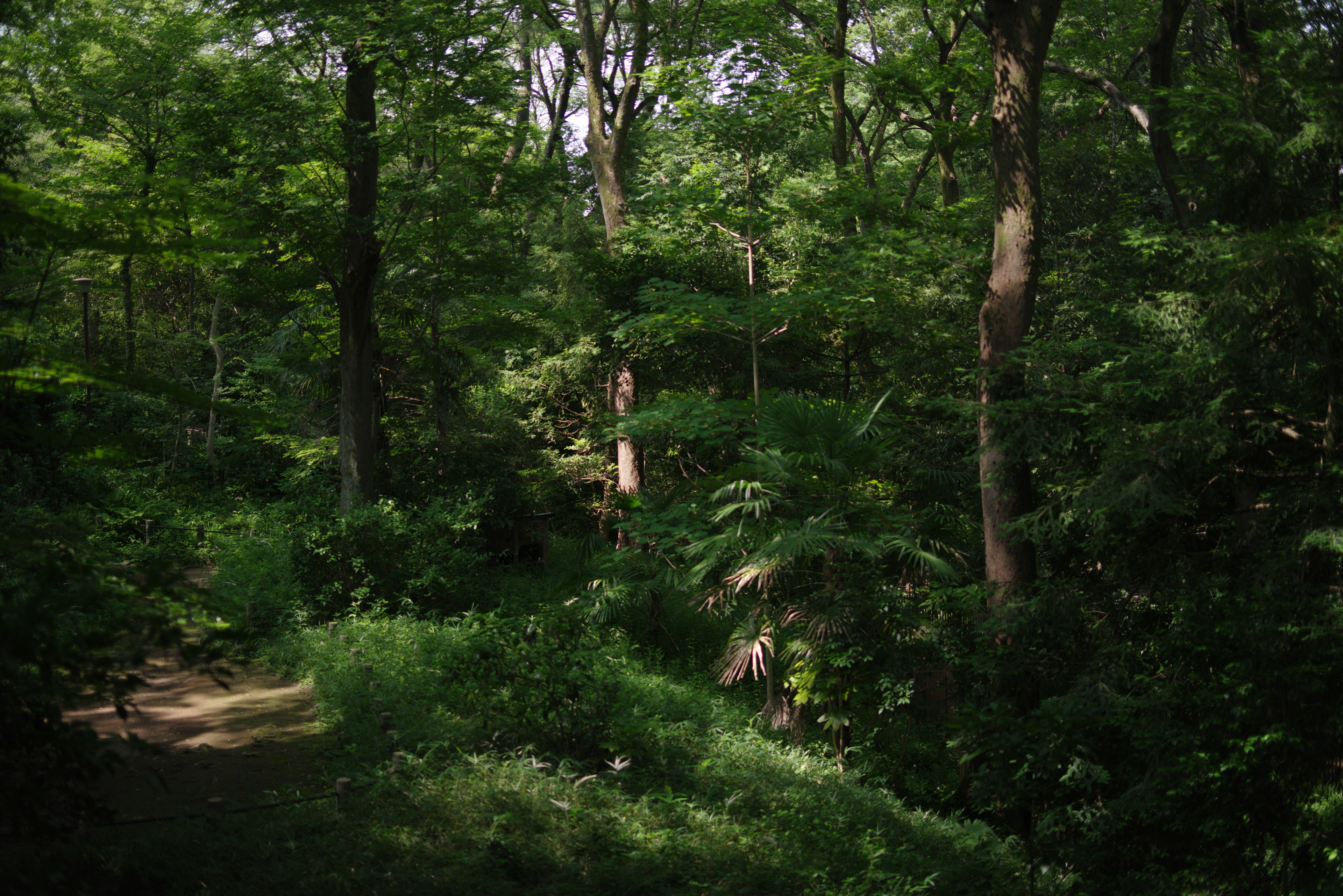 Paesaggio forestale lussureggiante con un sentiero visibile