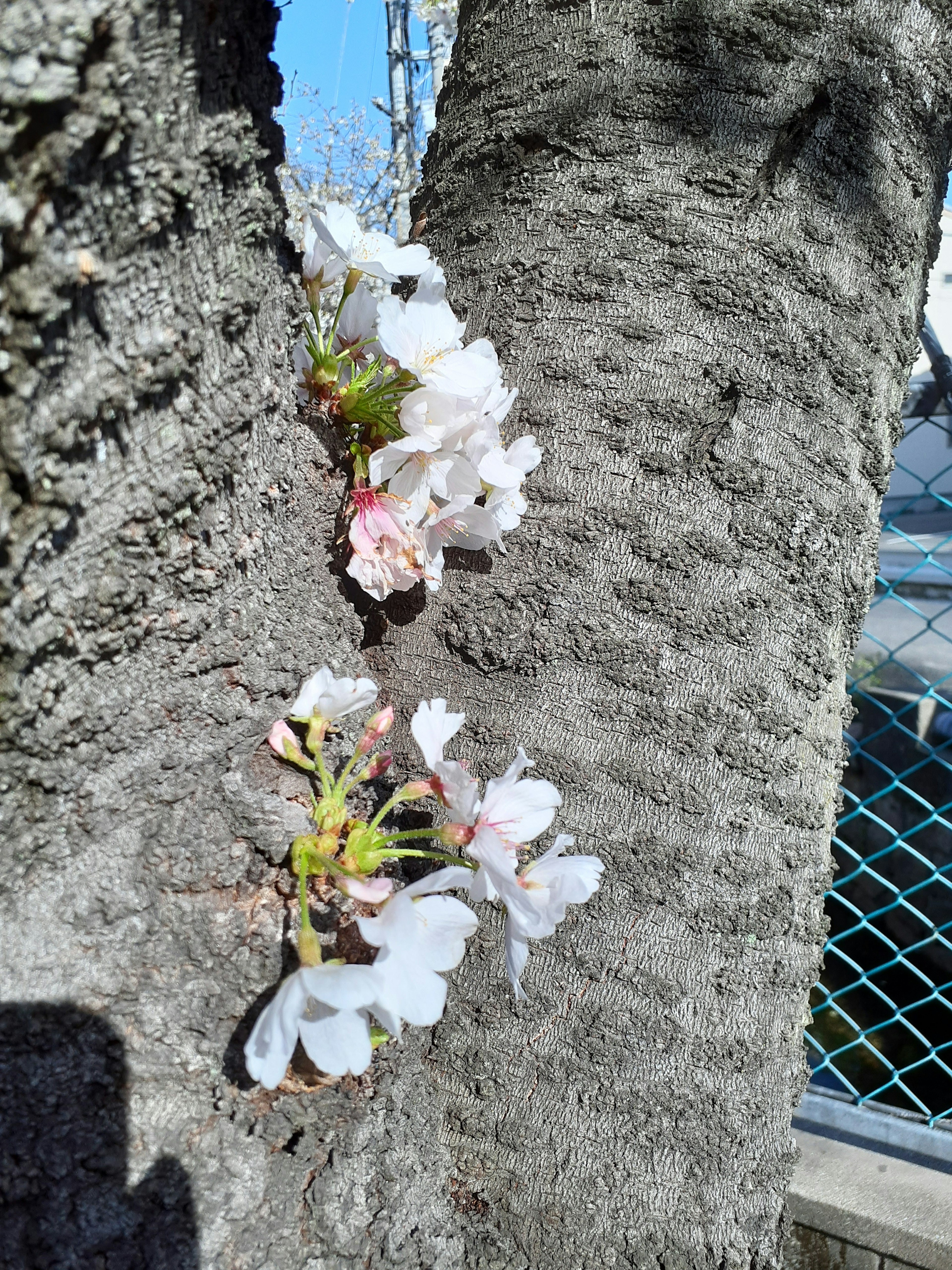 Cherry blossoms blooming on a tree trunk