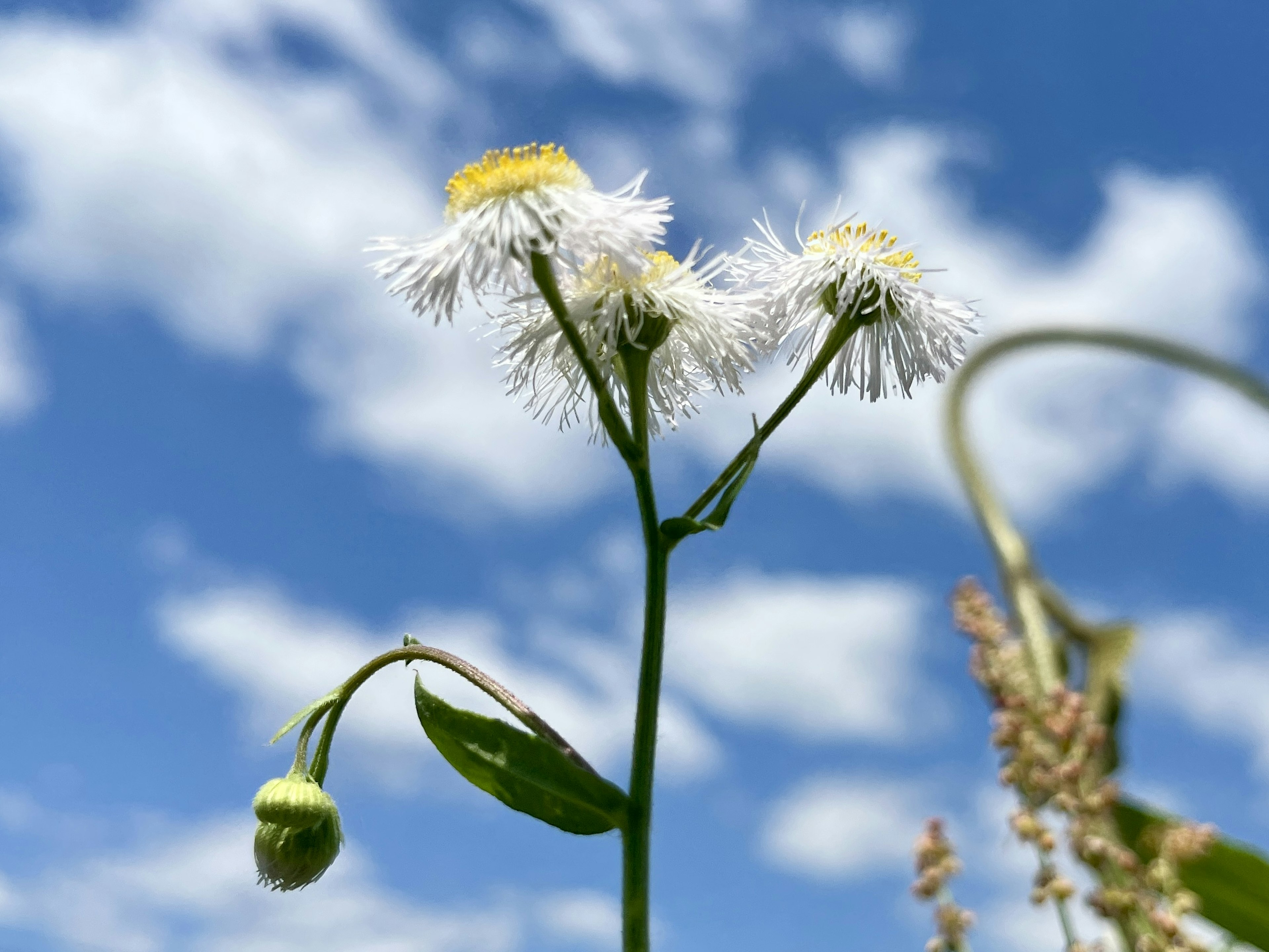 Una pianta con fiori bianchi e boccioli contro un cielo blu