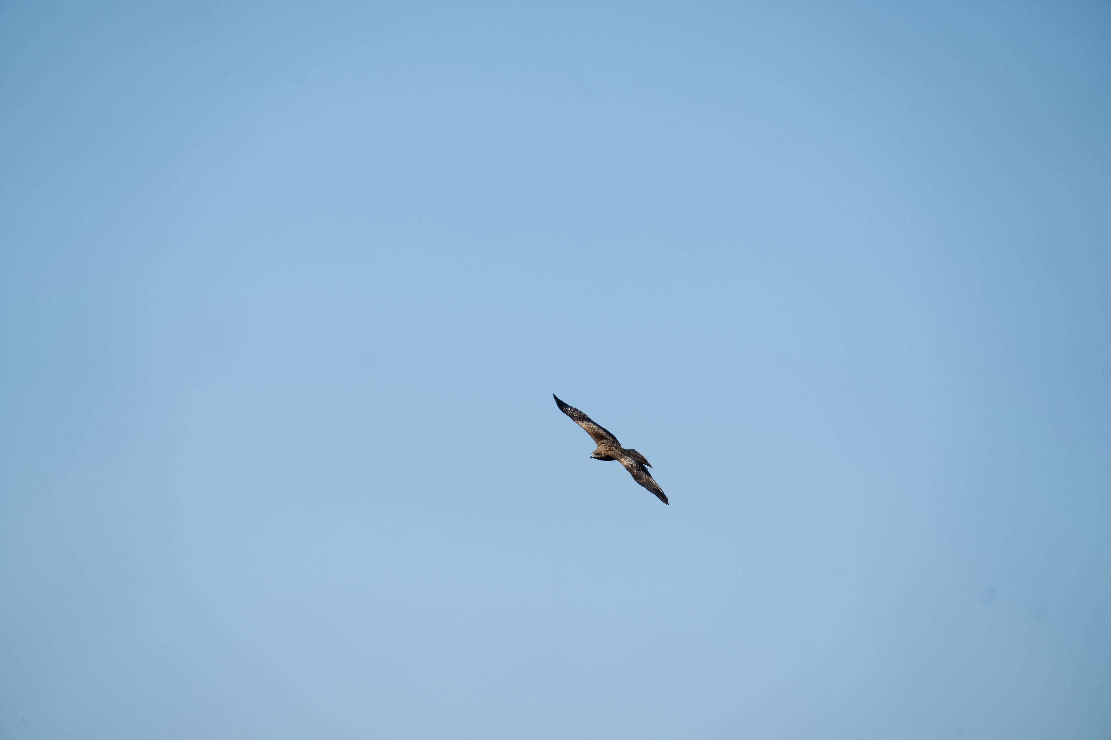 Silhouette of a hawk flying against a blue sky