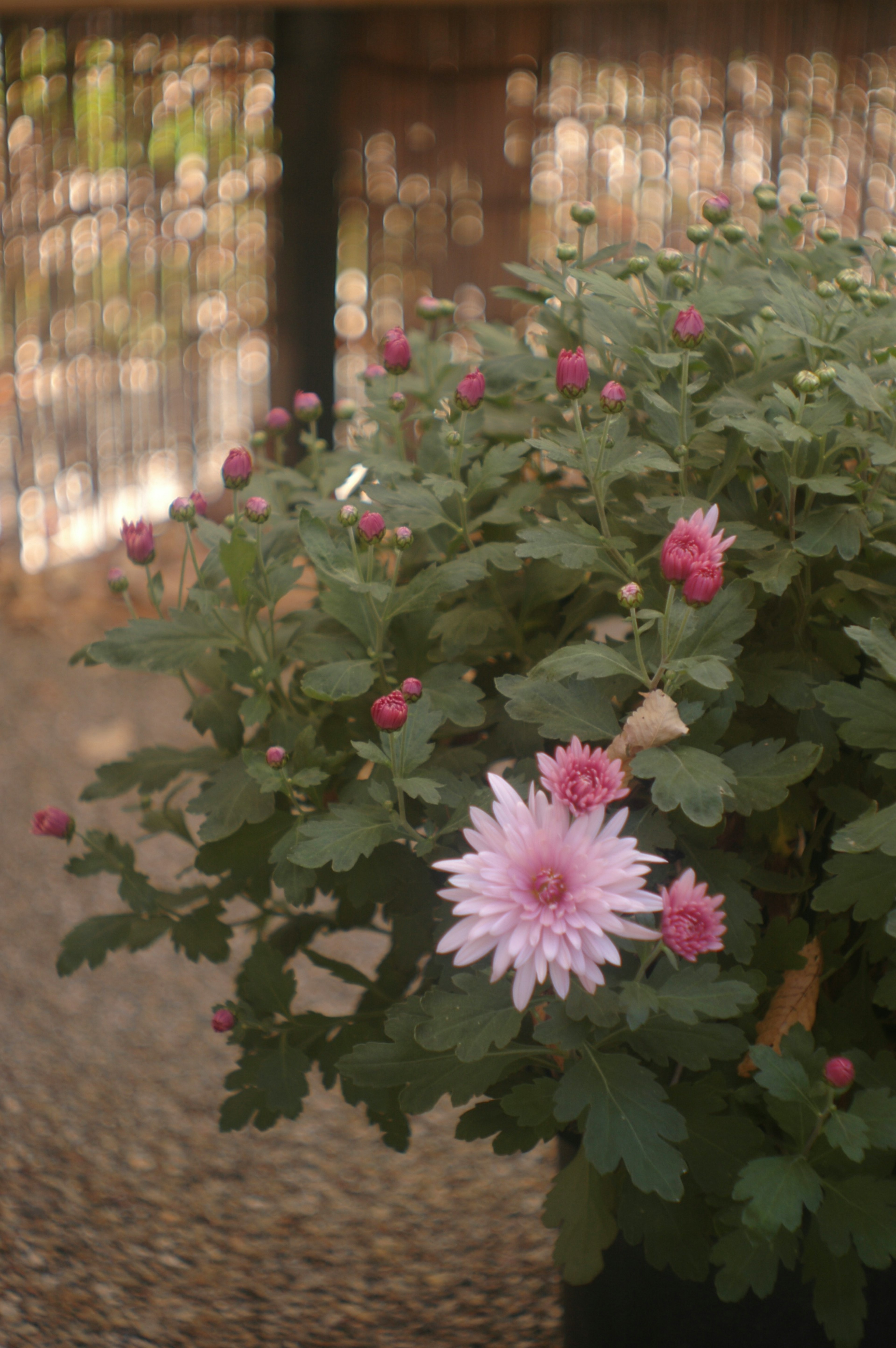 Primer plano de una planta con flores y botones de crisantemo rosa