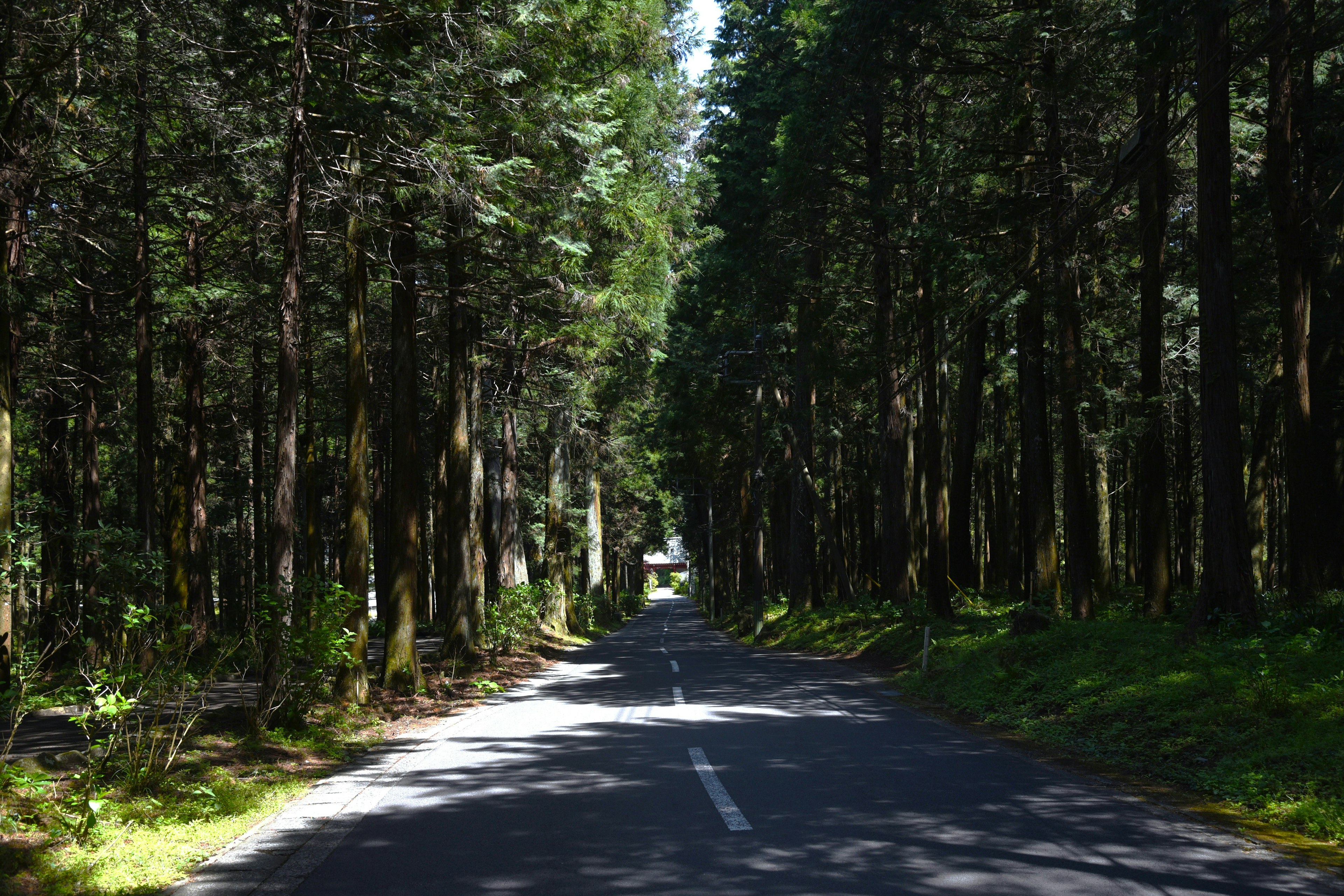 Una strada serena circondata da alberi verdi lussureggianti