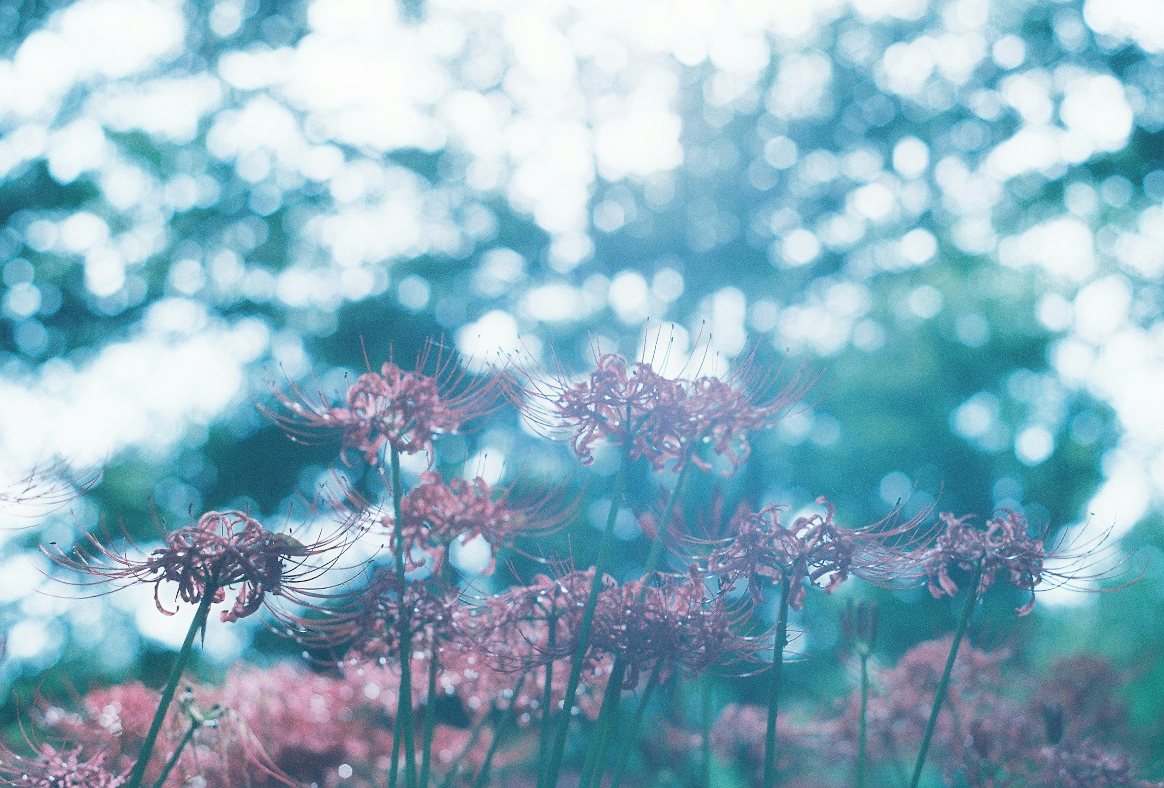 青い背景に薄紫色の花が咲いている風景