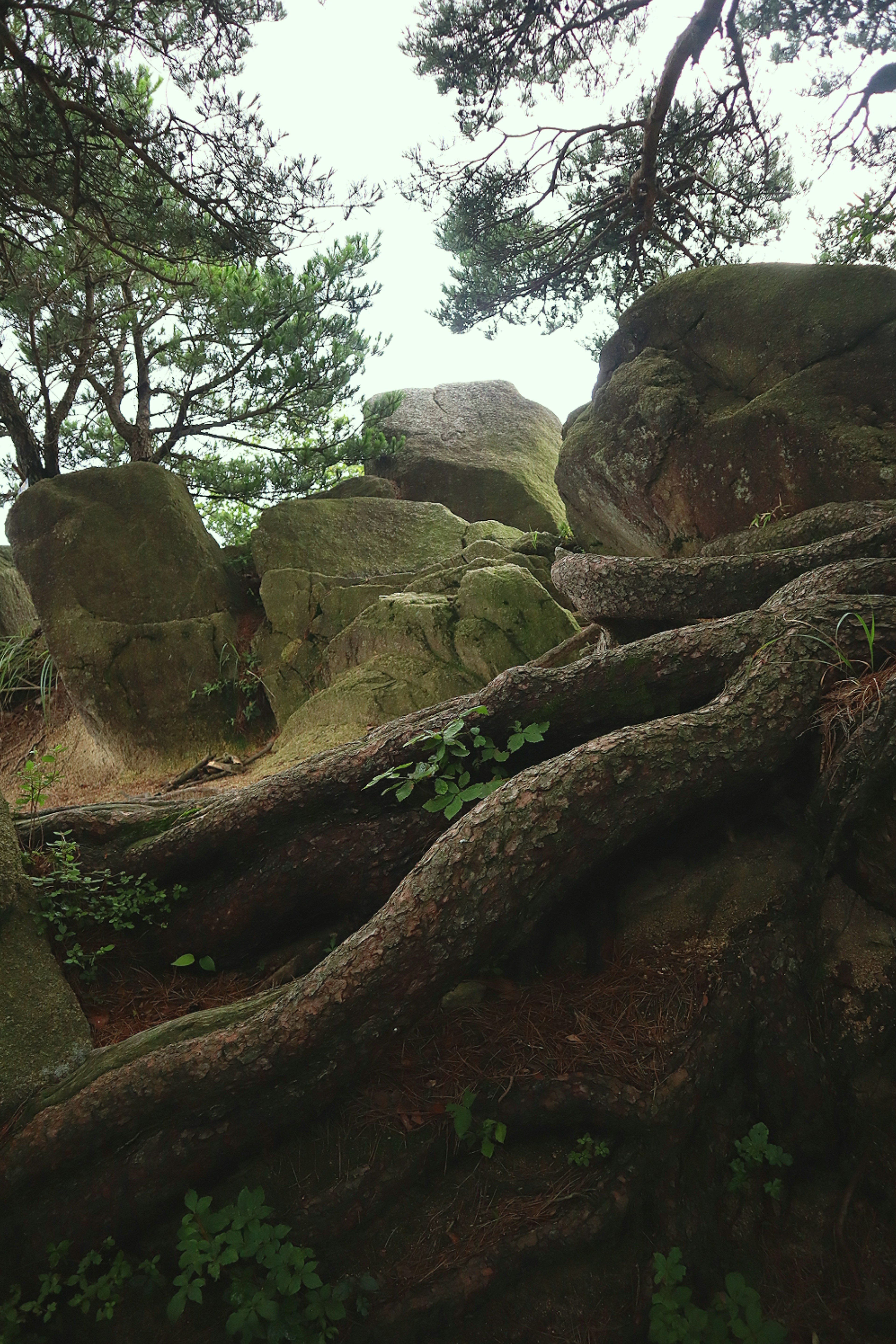 Scène forestière avec des rochers et des racines d'arbres entrelacés