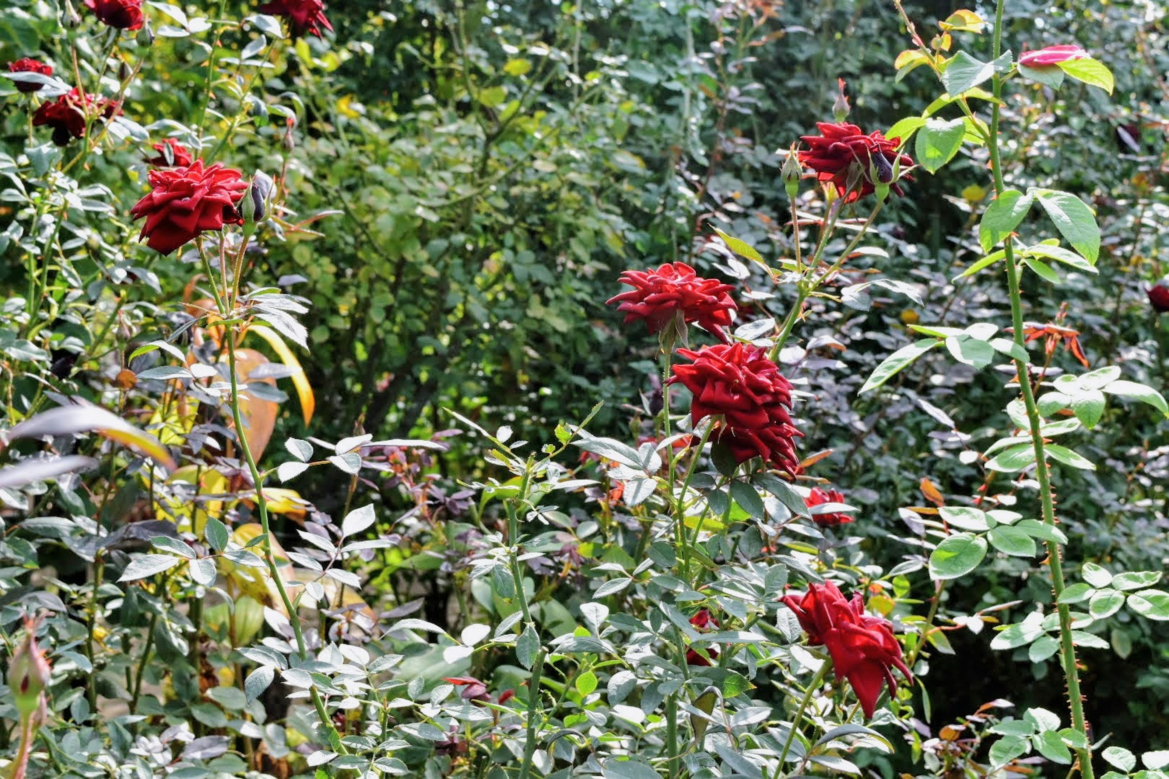 Un paysage de jardin luxuriant avec des roses rouges en fleurs parmi le feuillage vert